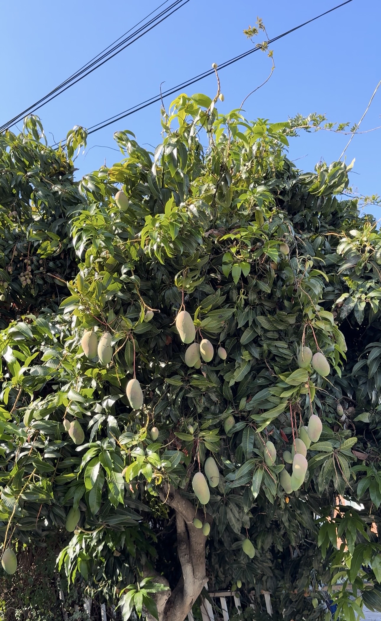 San Diego Food Forest 's image