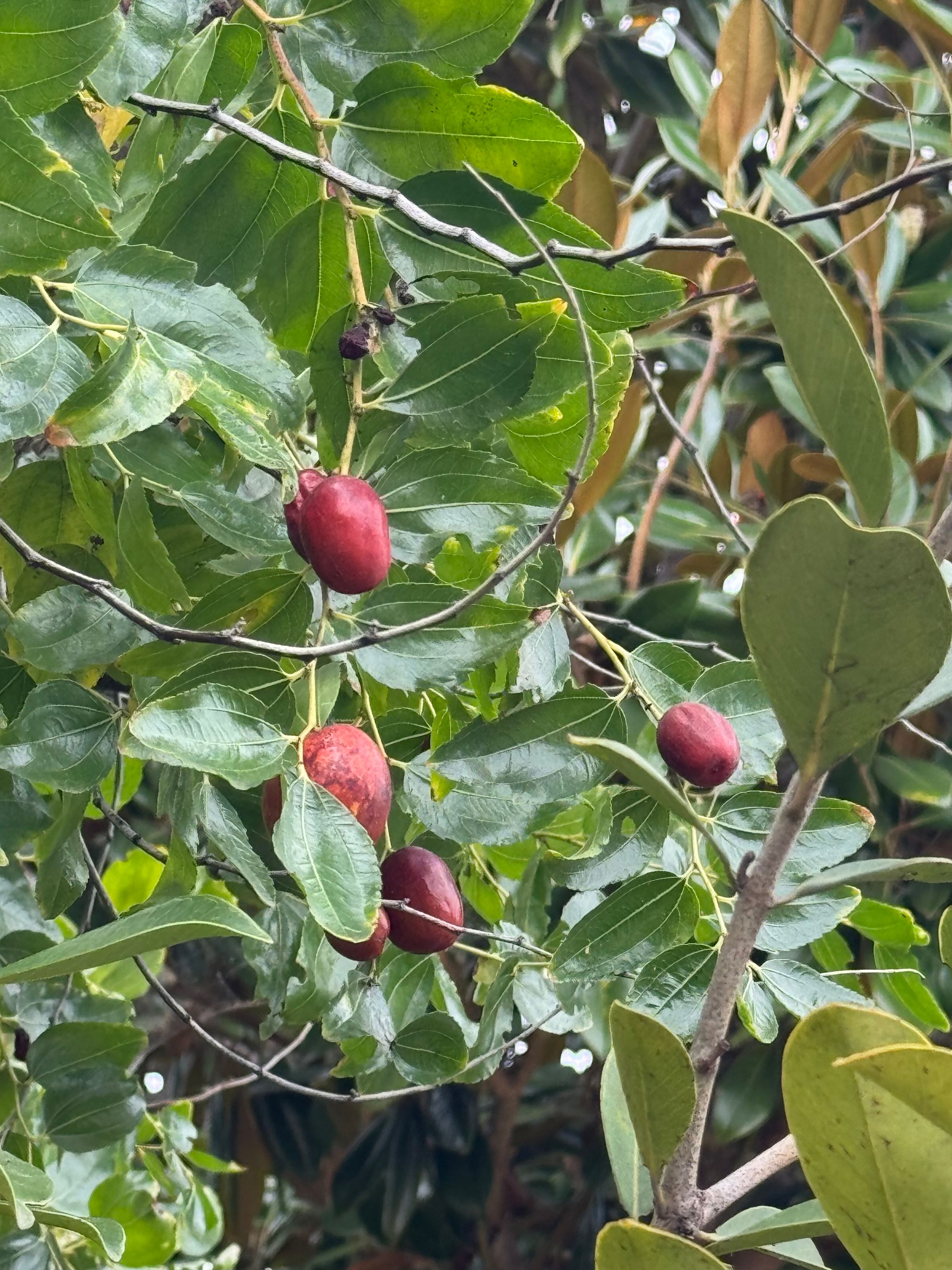 San Diego Food Forest 's image