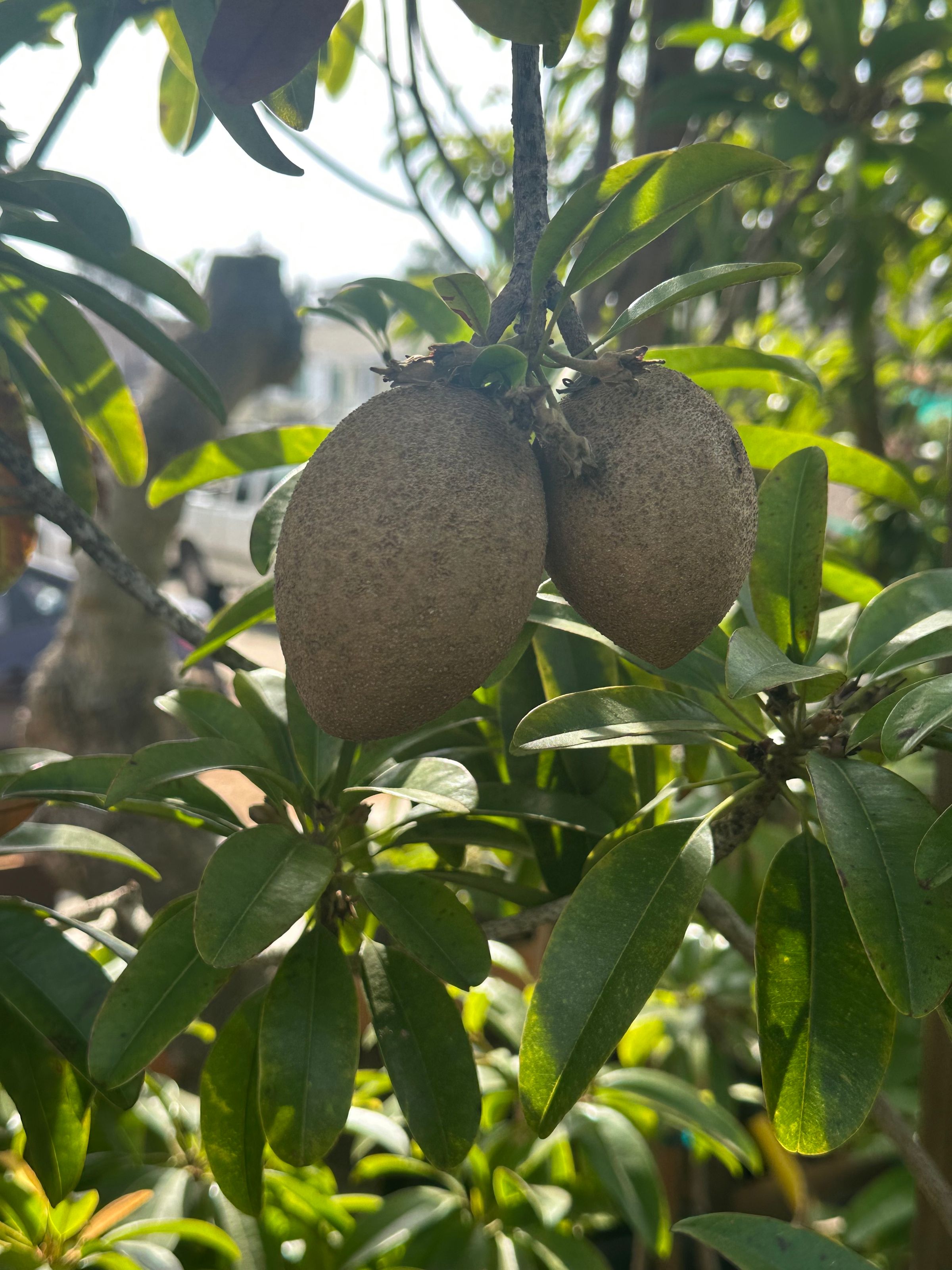 San Diego Food Forest 's image