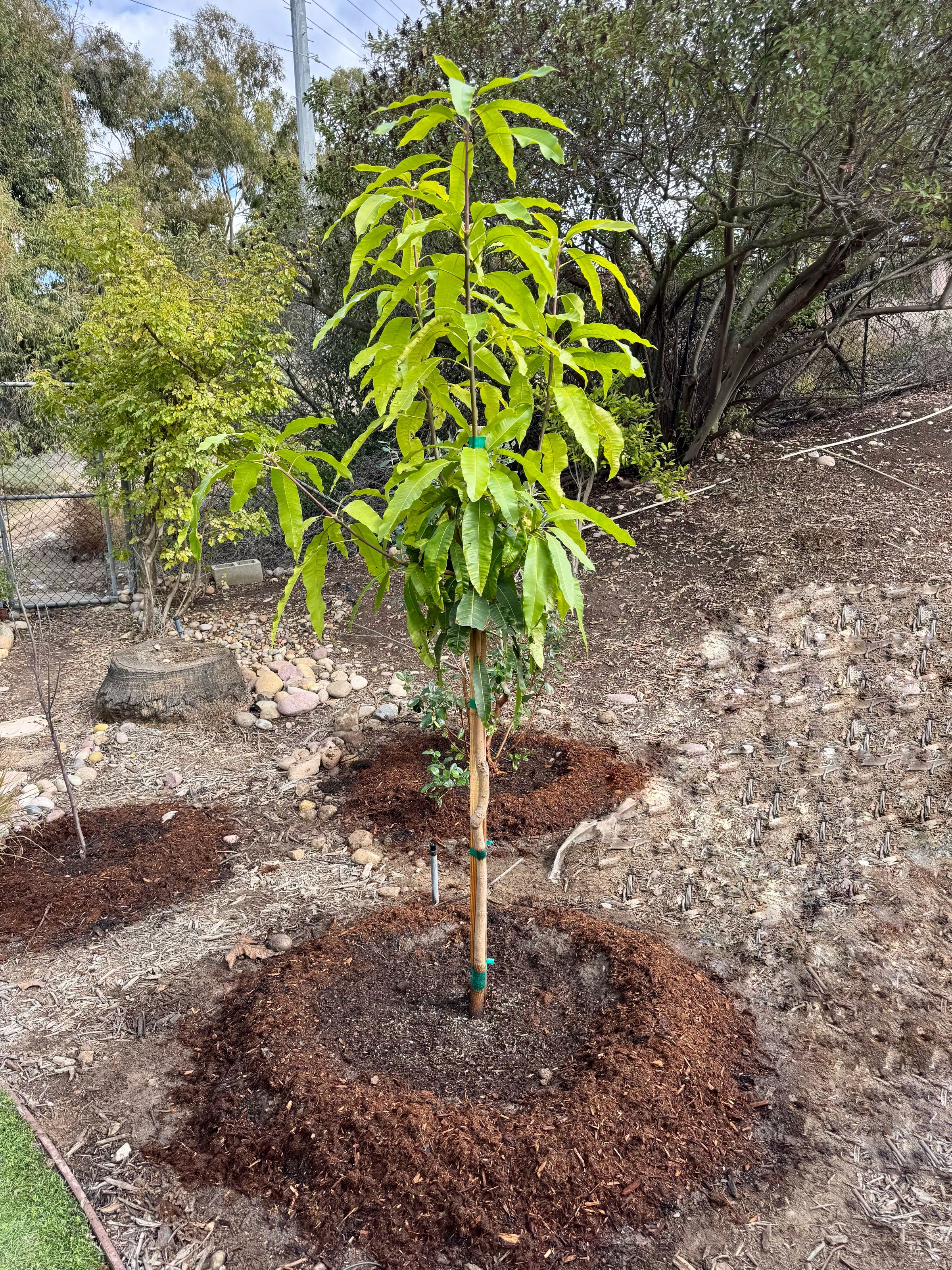 San Diego Food Forest 's image