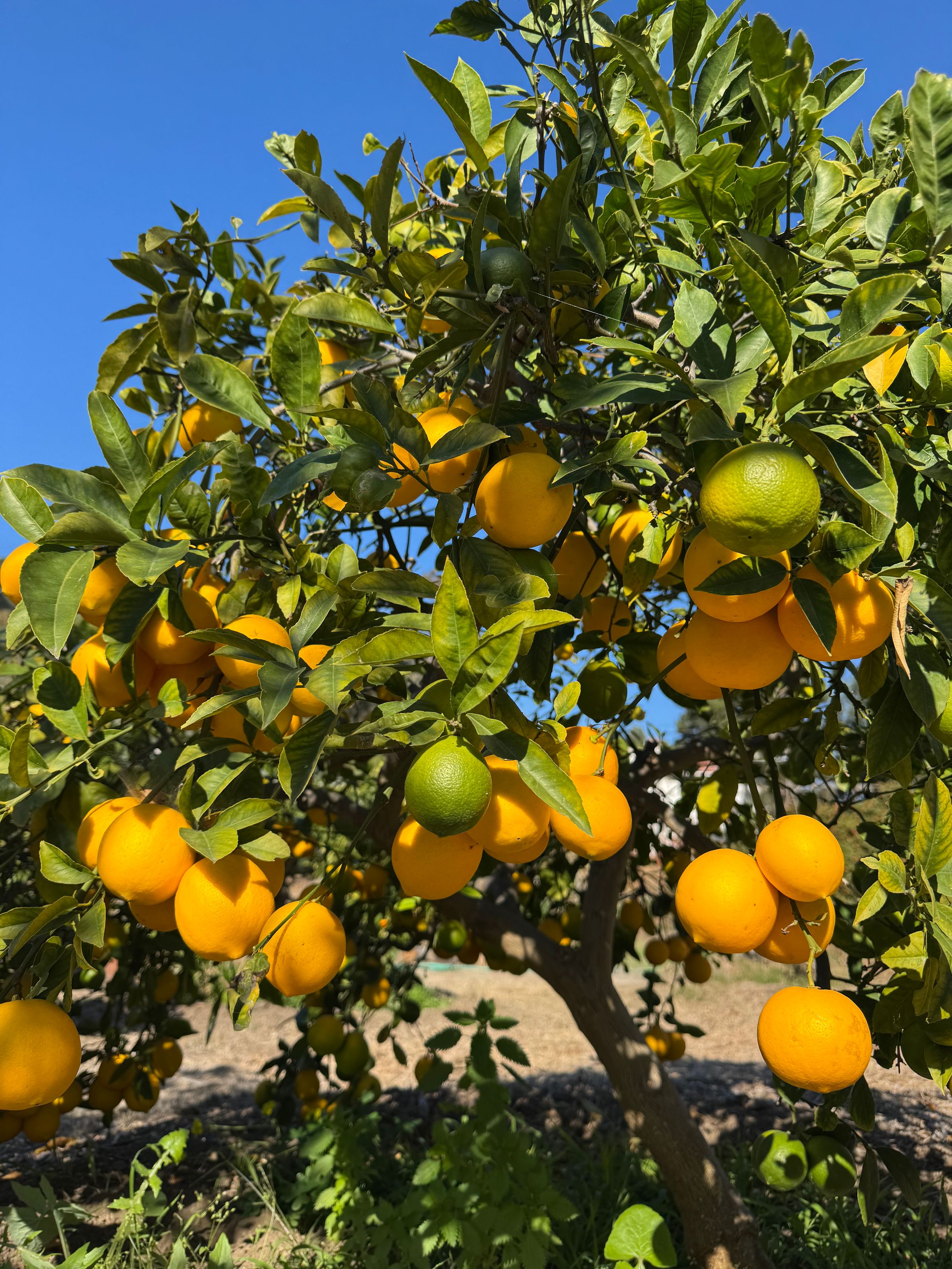 San Diego Food Forest 's image