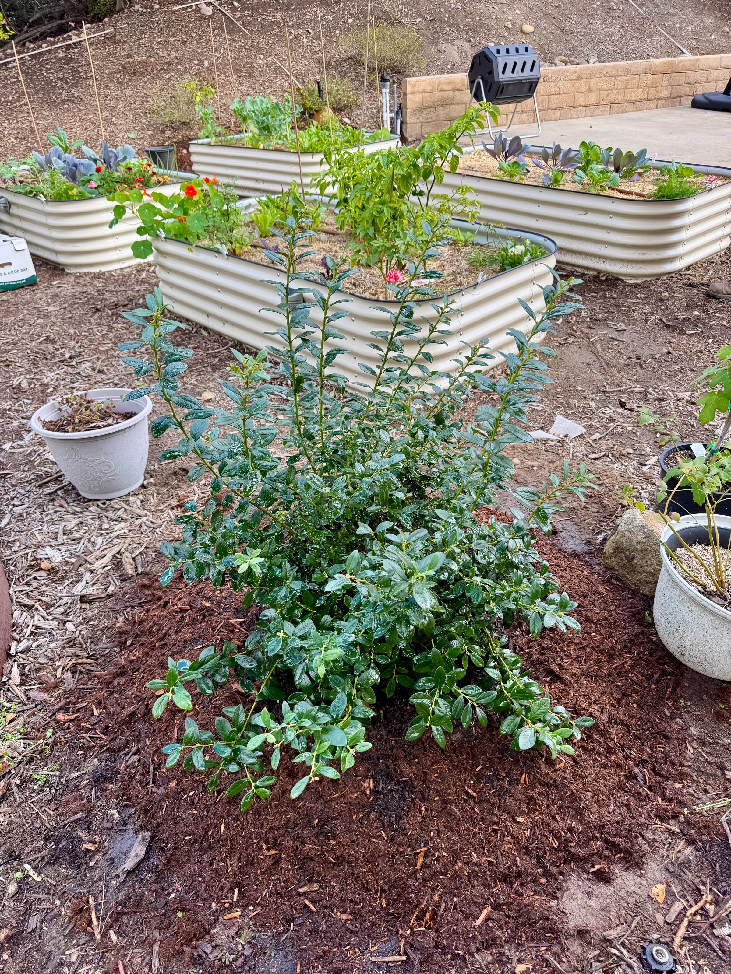San Diego Food Forest 's image