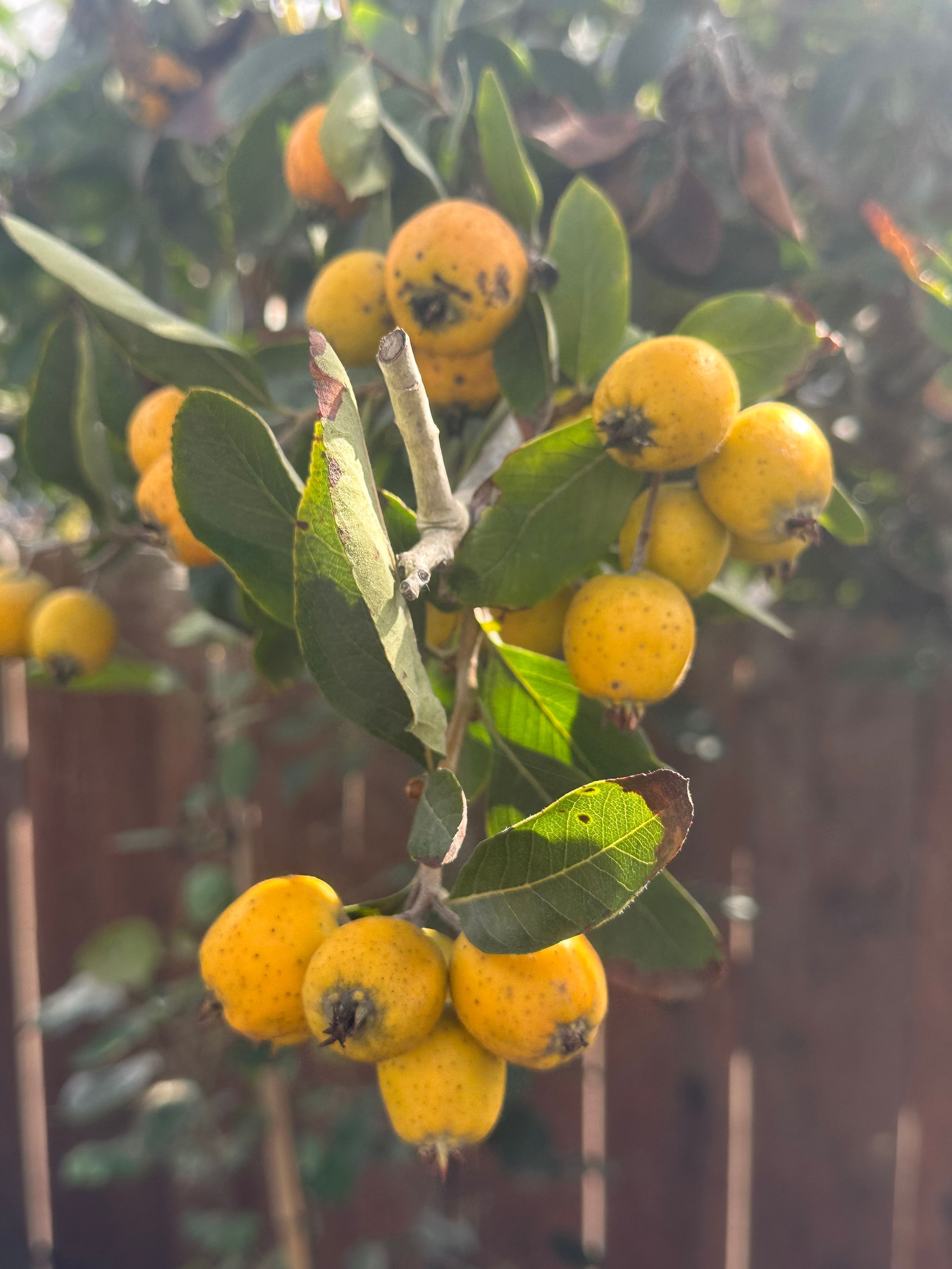 San Diego Food Forest 's image