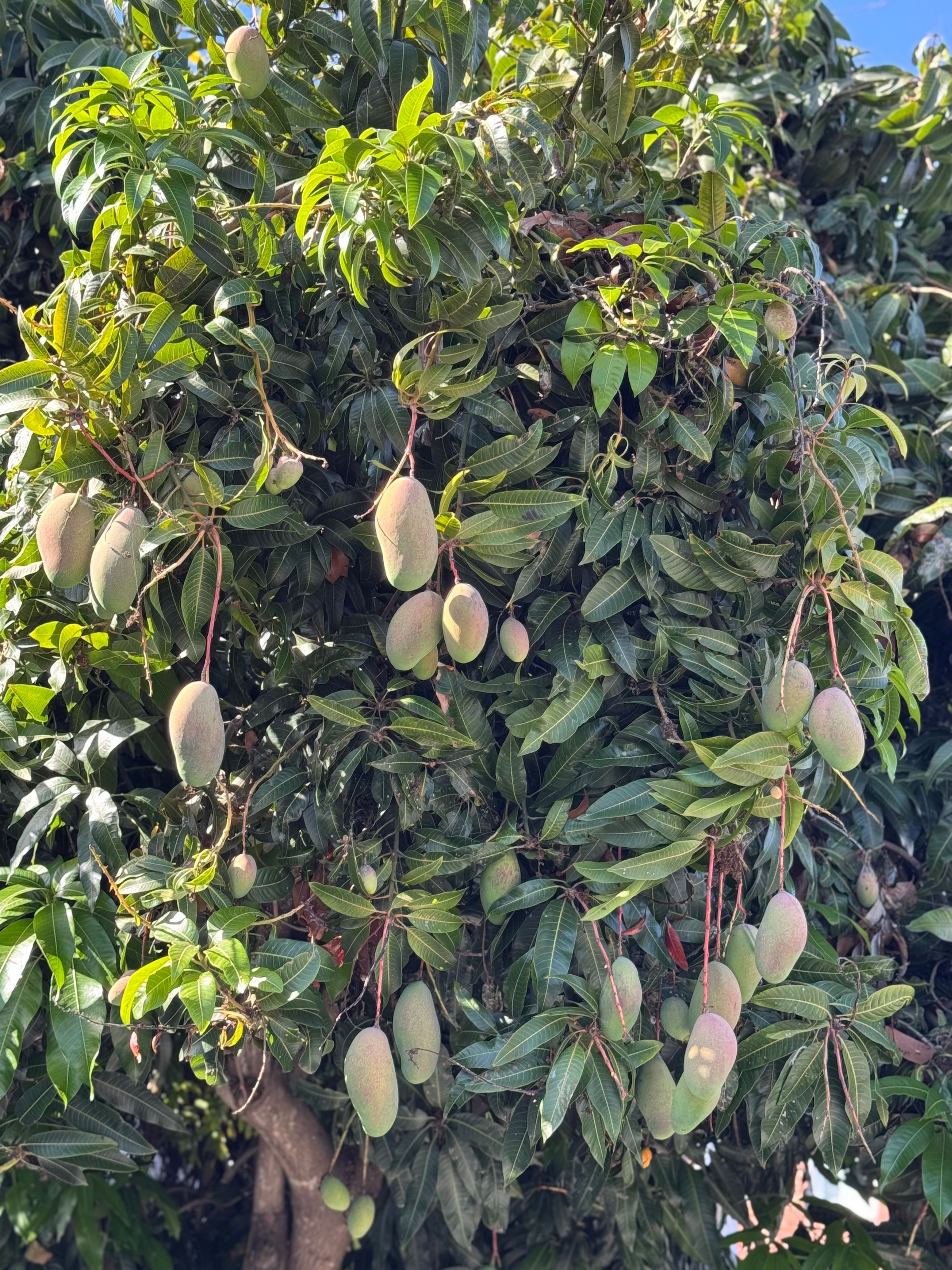 San Diego Food Forest 's image
