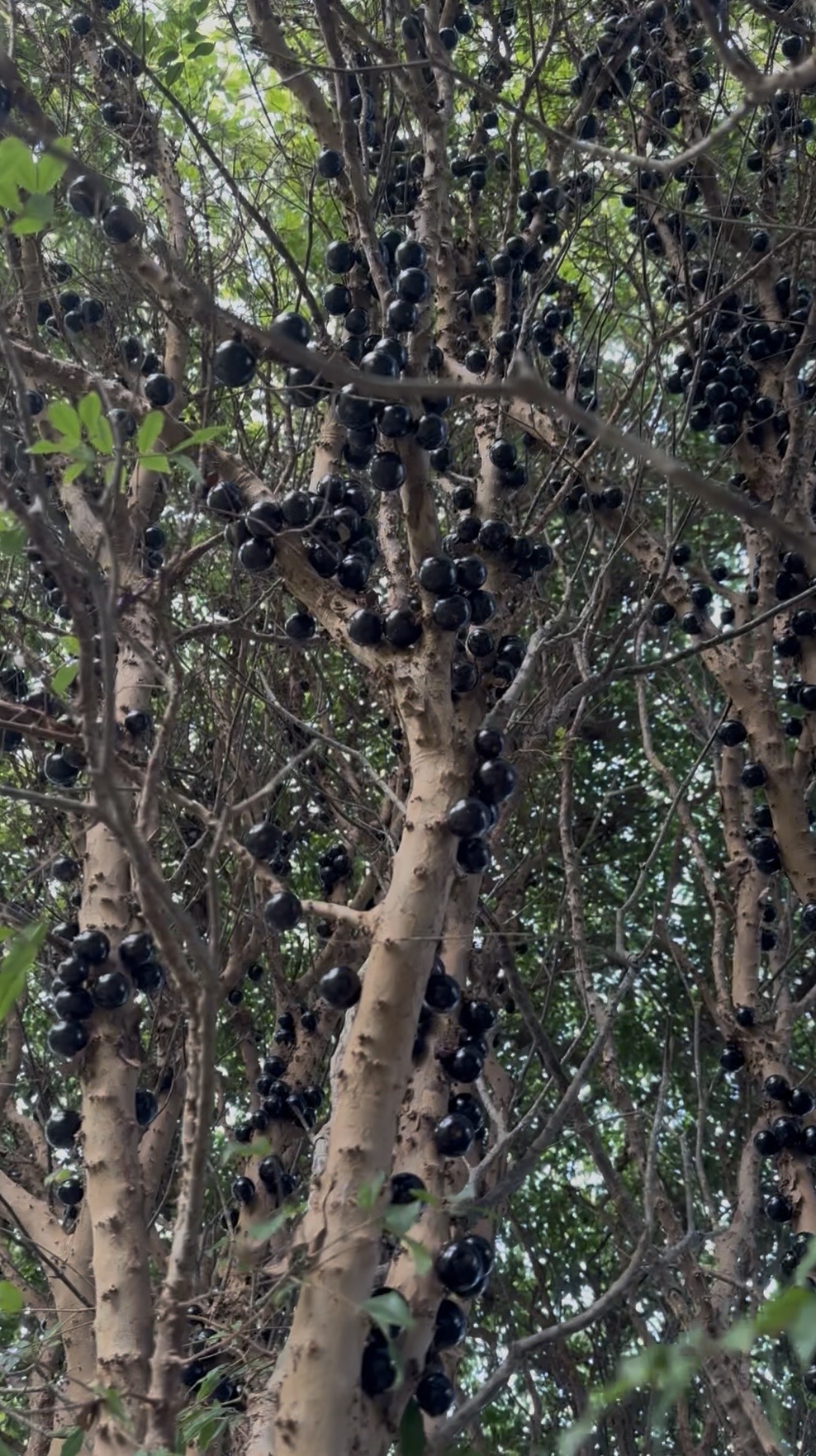 San Diego Food Forest 's image