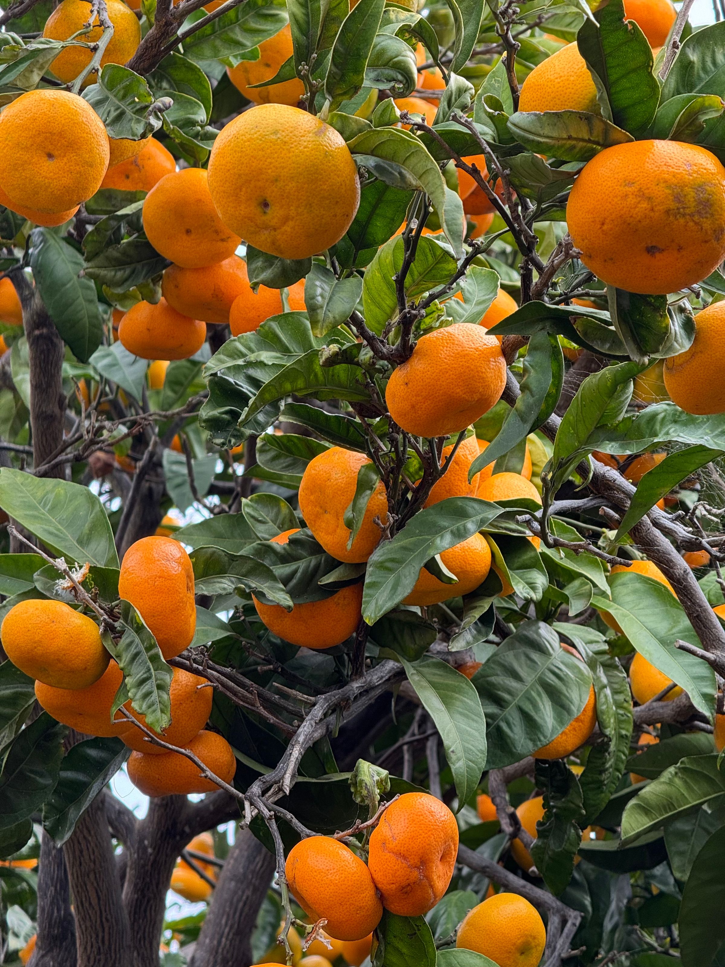 San Diego Food Forest 's image