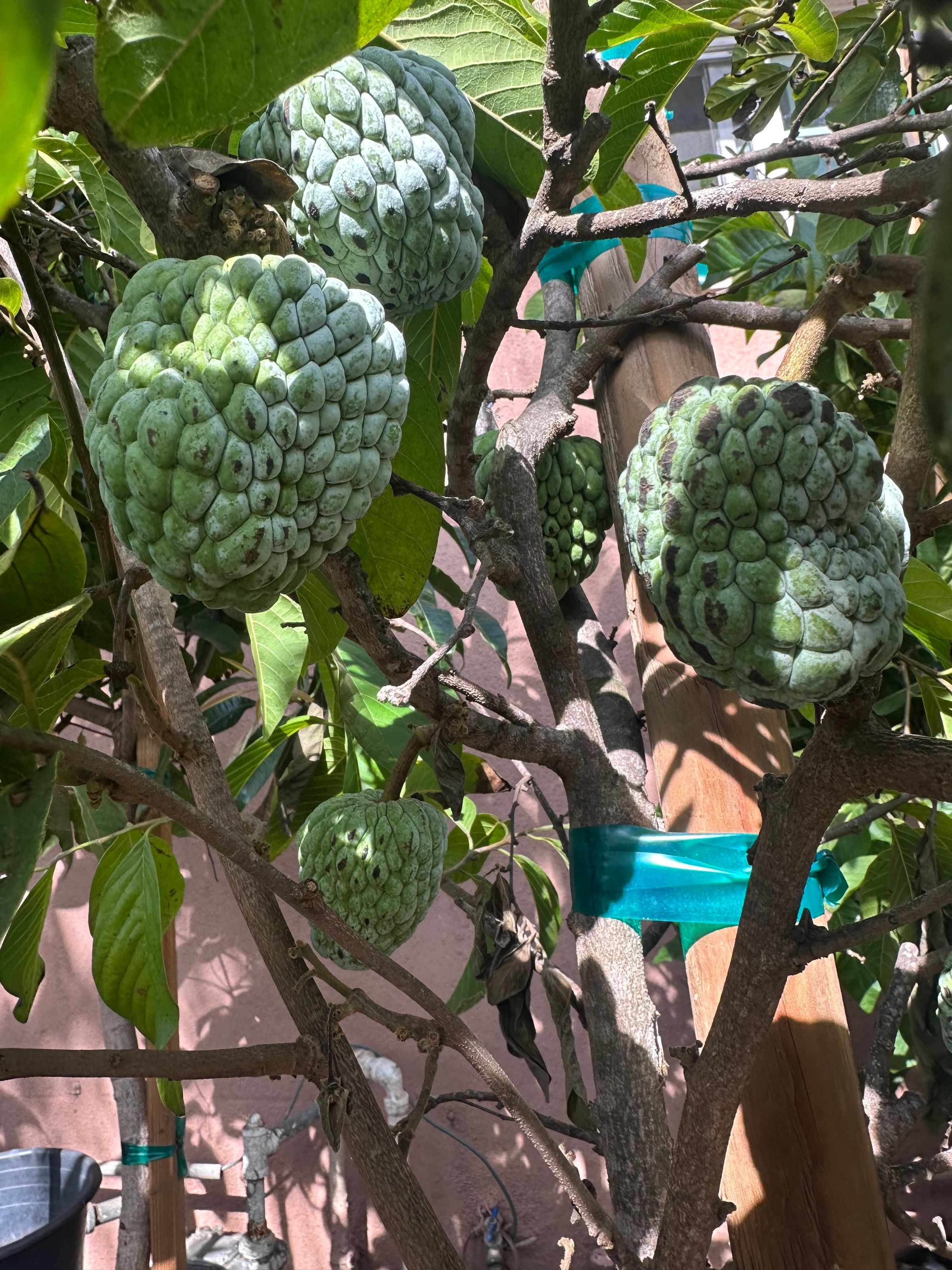 San Diego Food Forest 's image