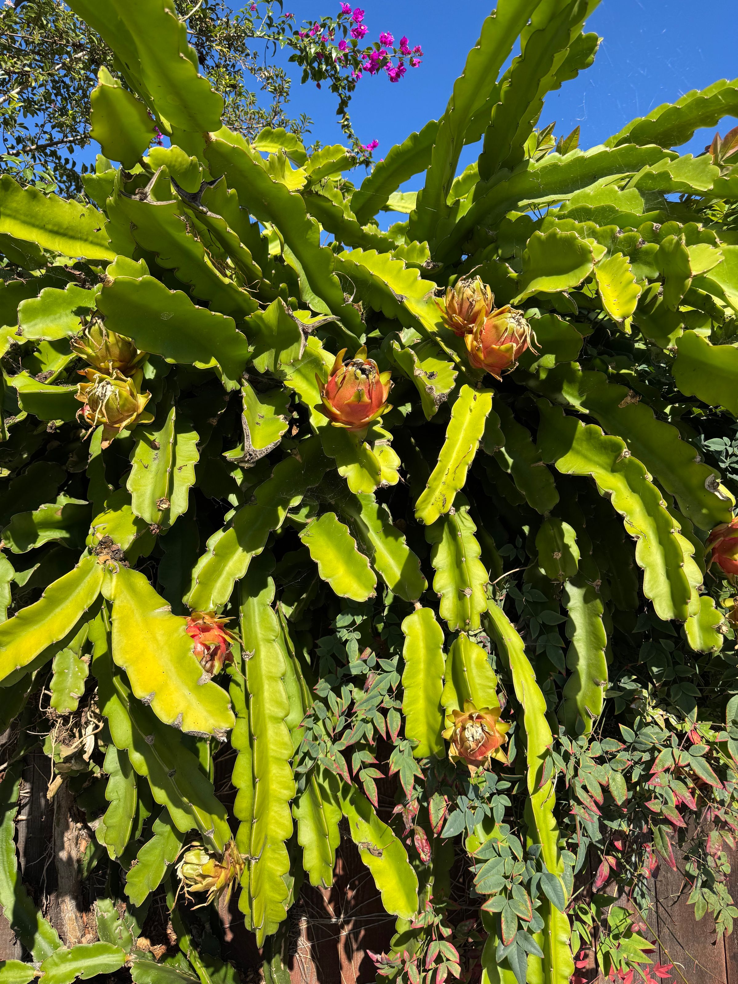 San Diego Food Forest 's image