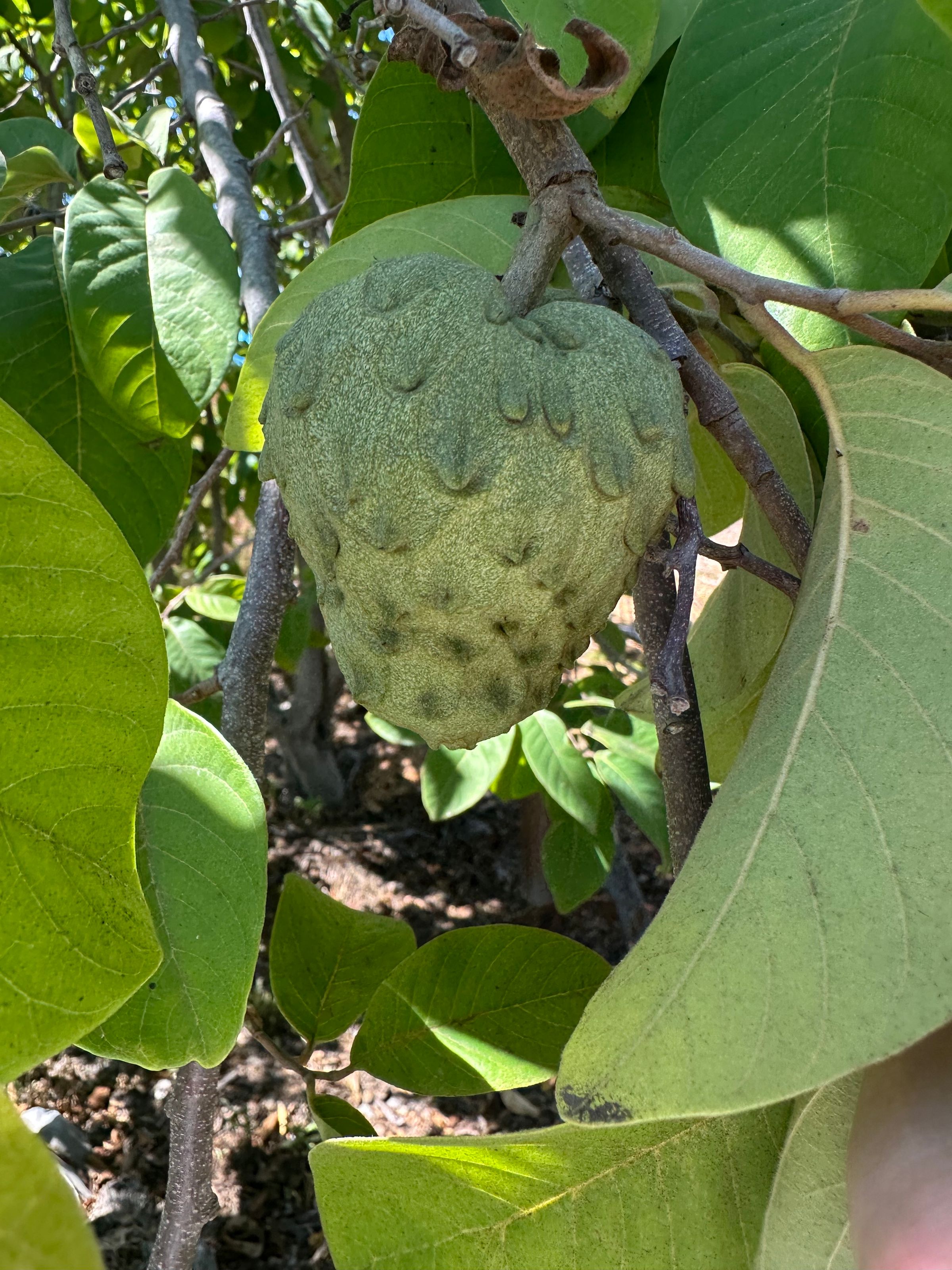 San Diego Food Forest 's image