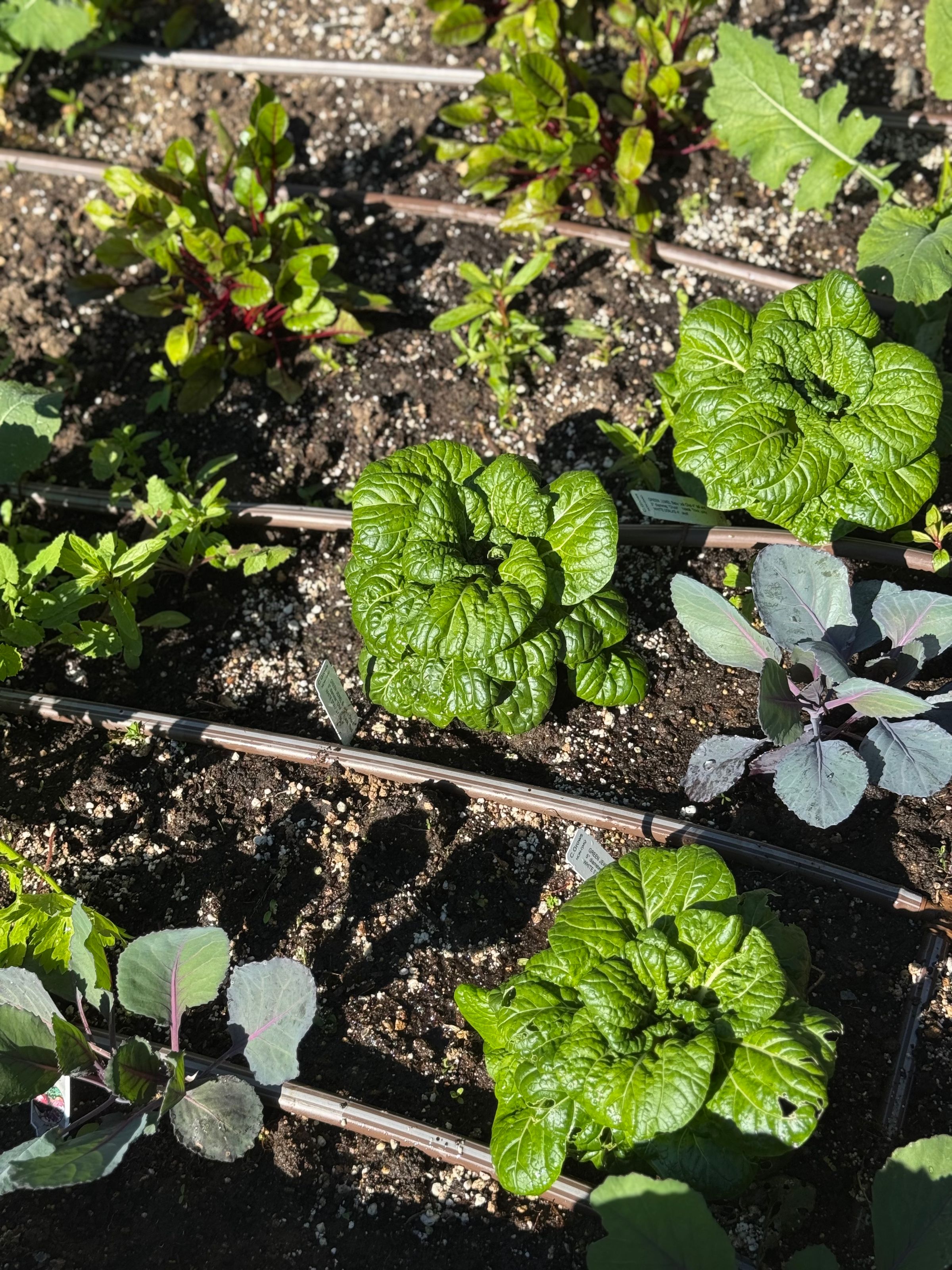 San Diego Food Forest 's image