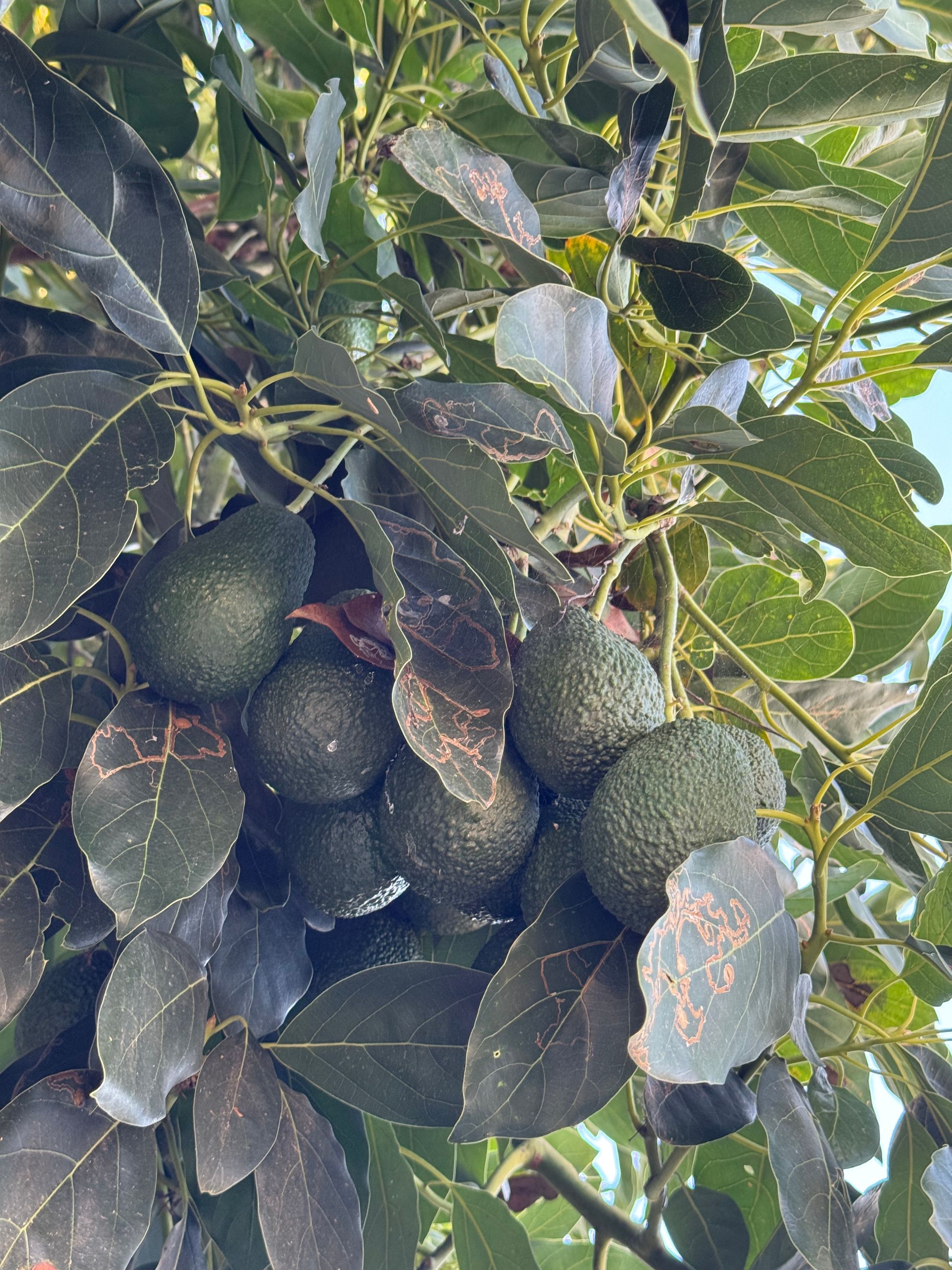 San Diego Food Forest 's image