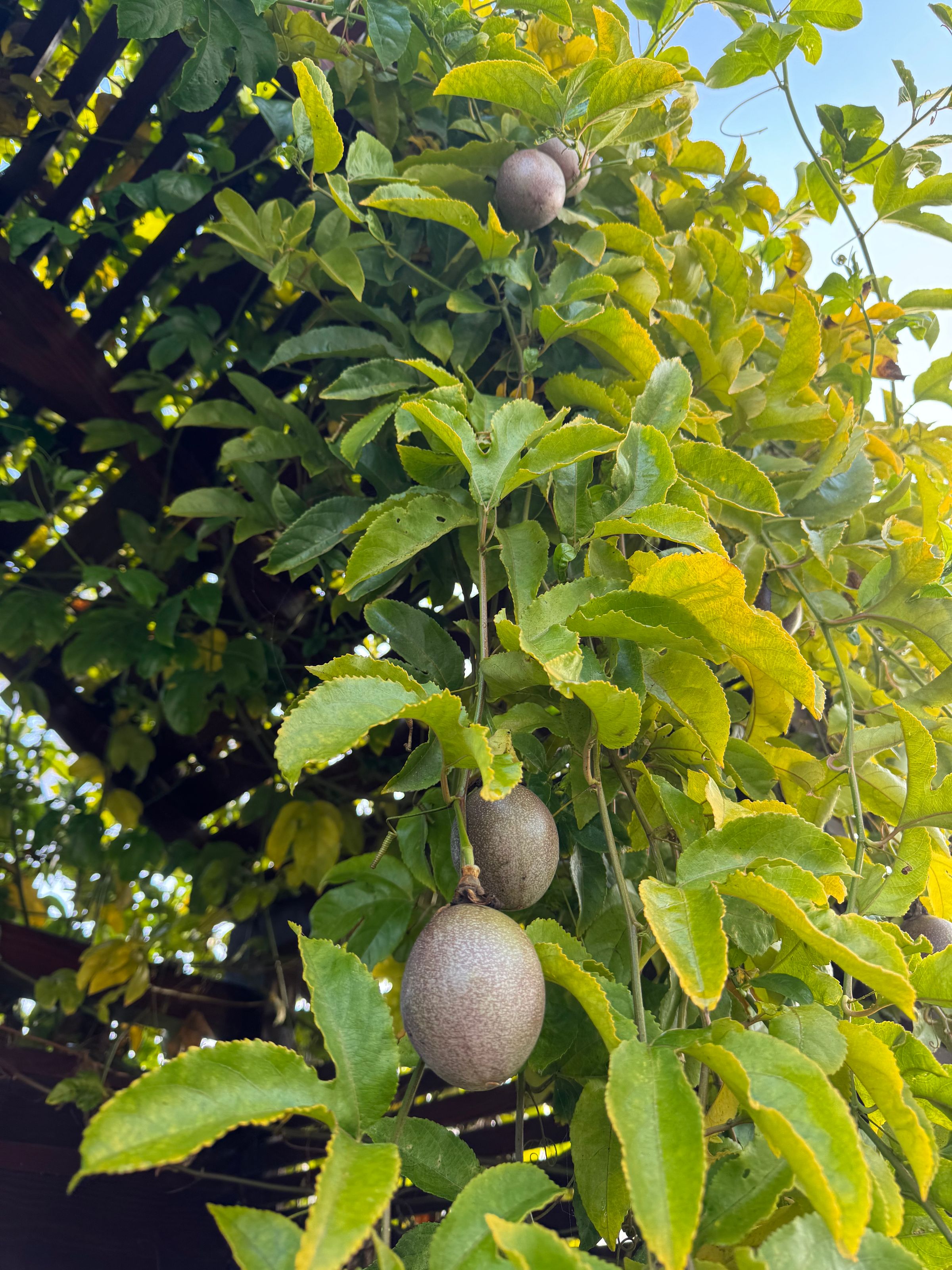 San Diego Food Forest 's image