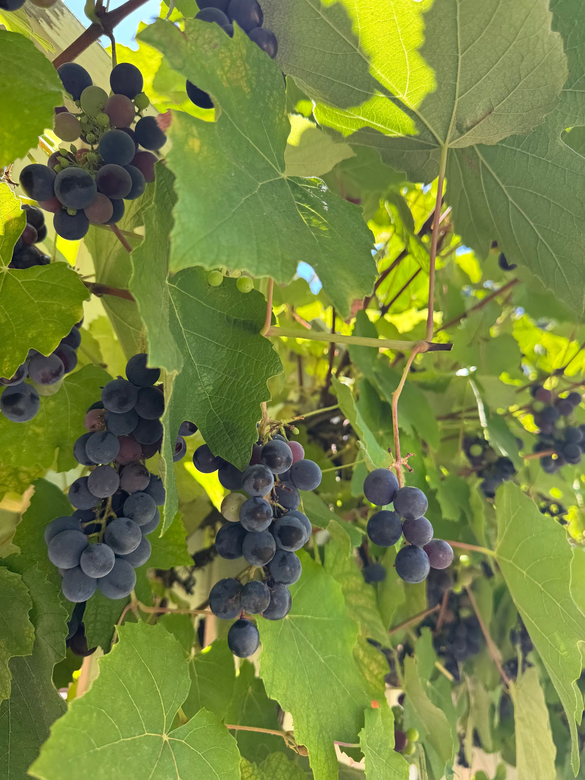 San Diego Food Forest 's image
