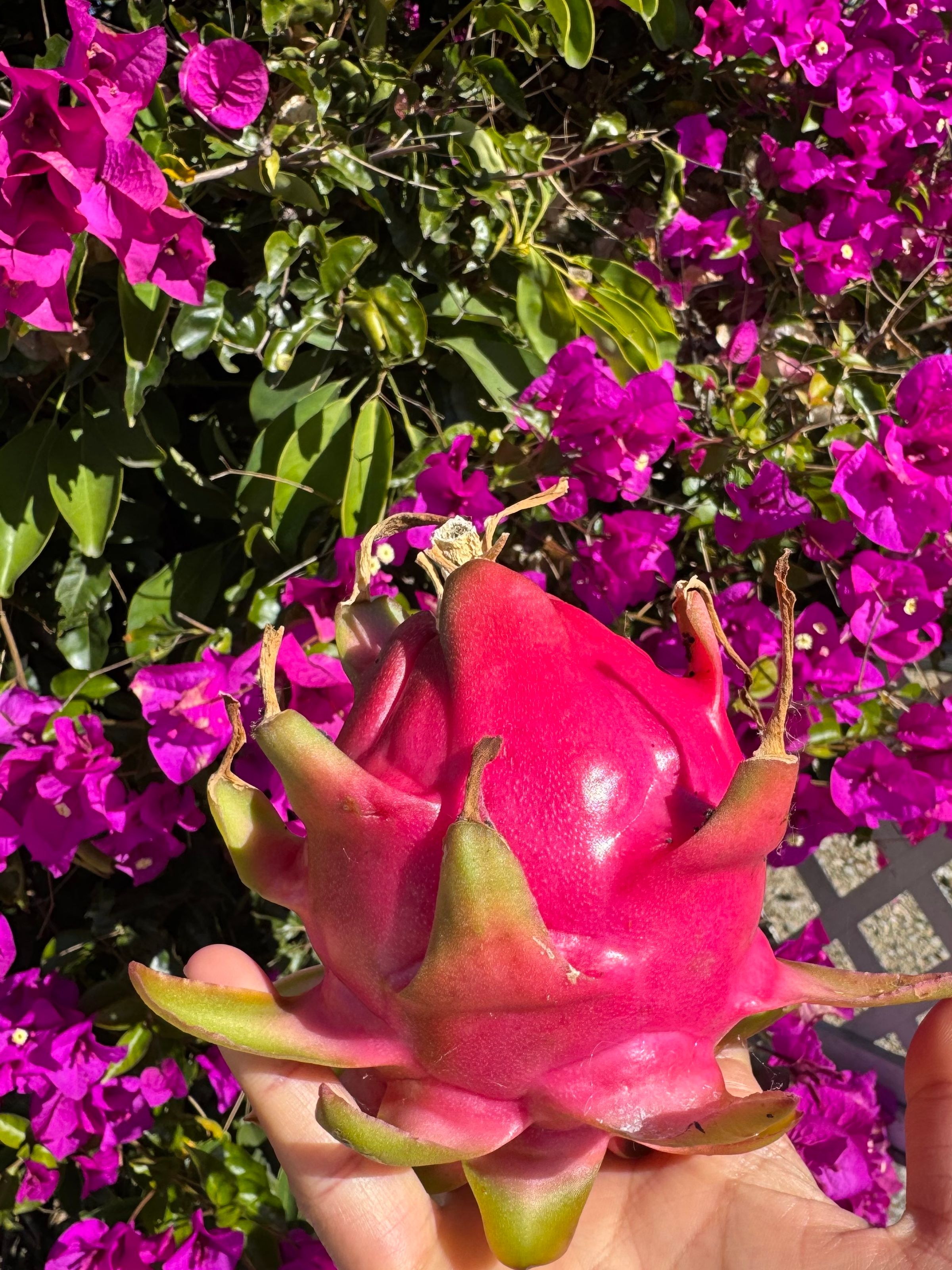 San Diego Food Forest 's image