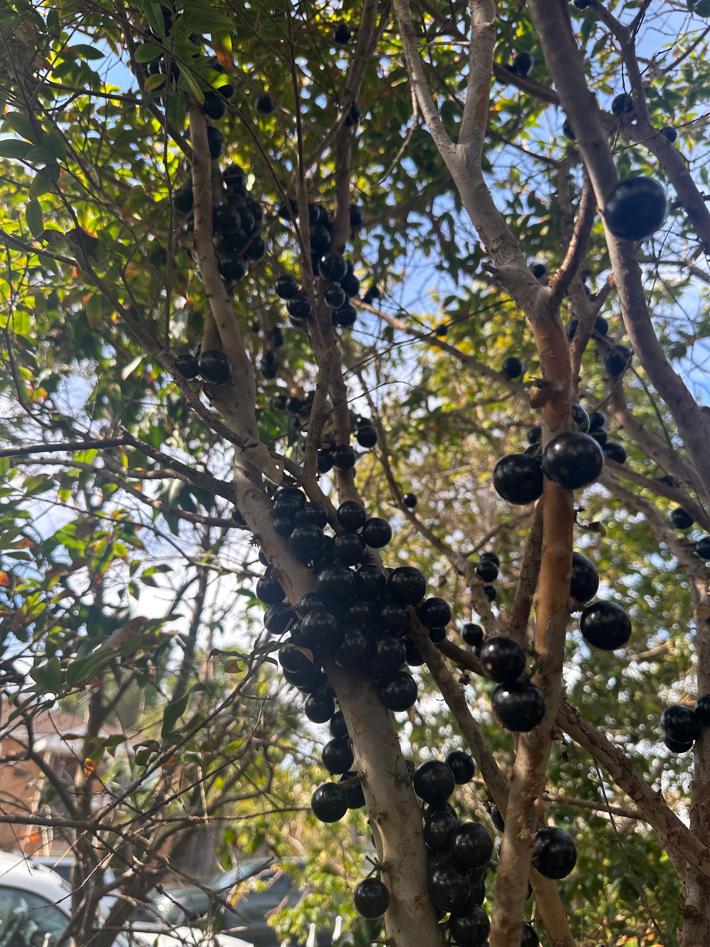 San Diego Food Forest 's image