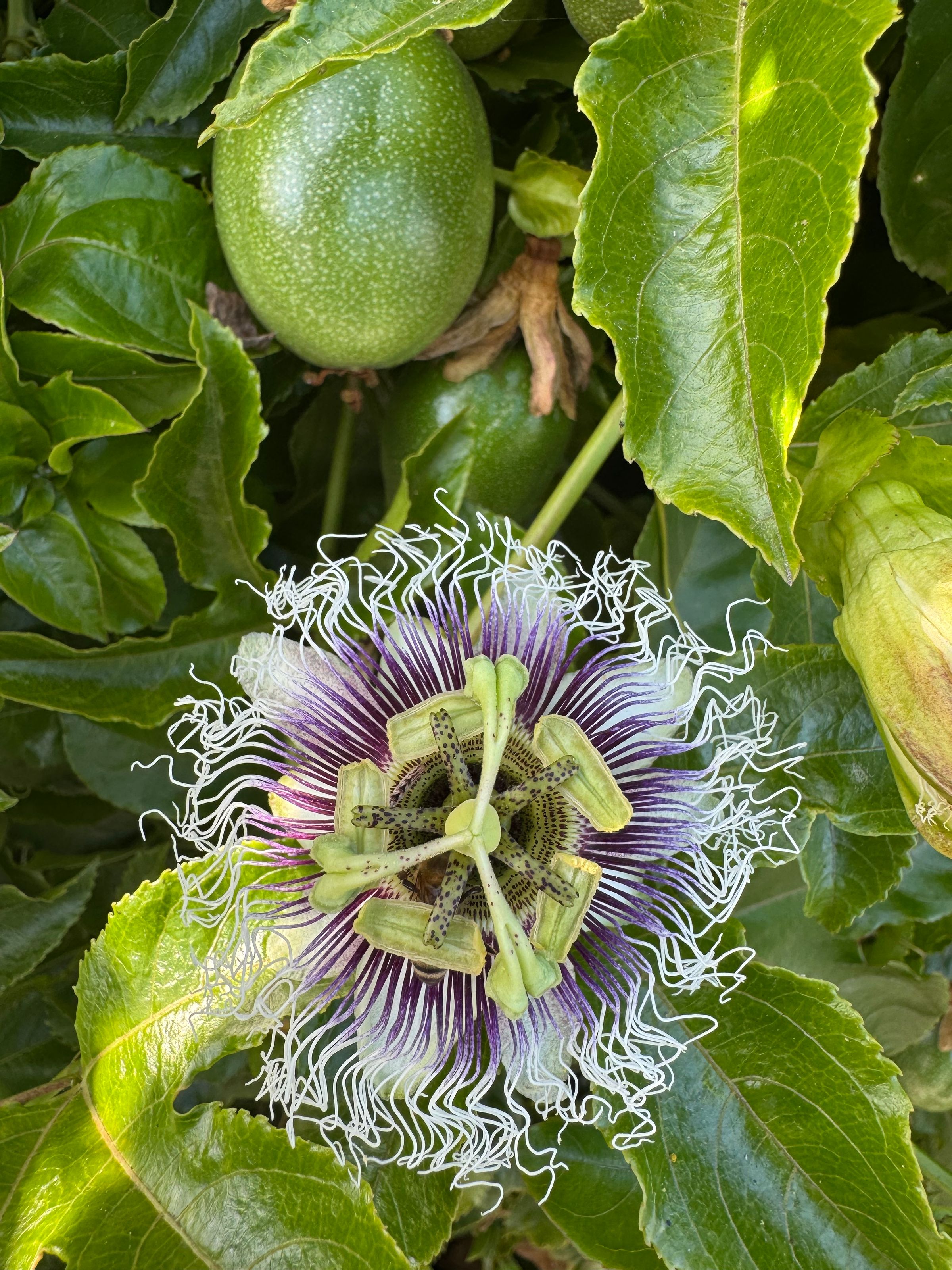 San Diego Food Forest 's image