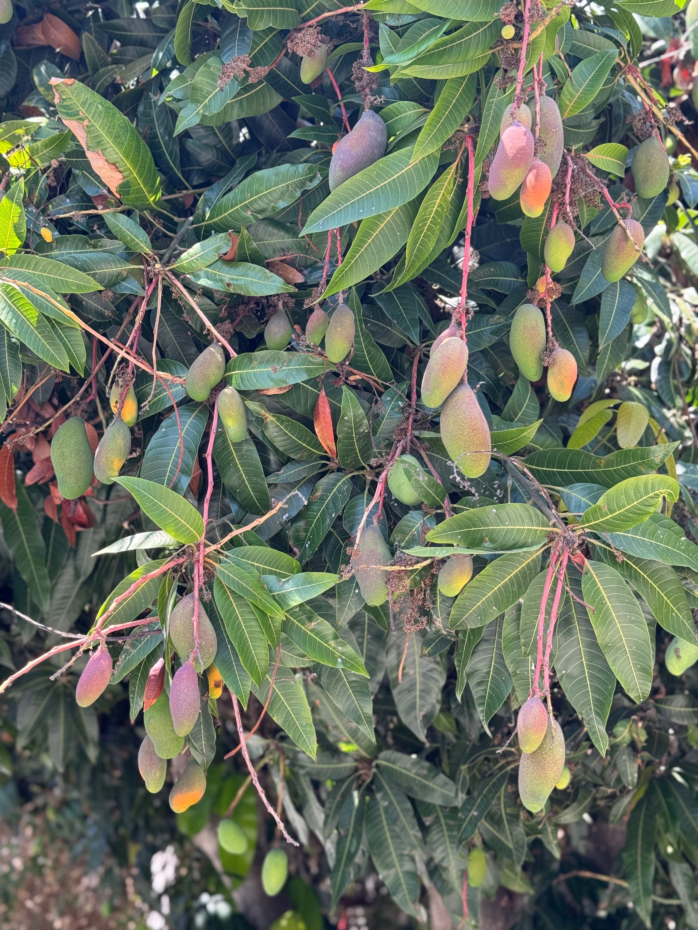 San Diego Food Forest 's image