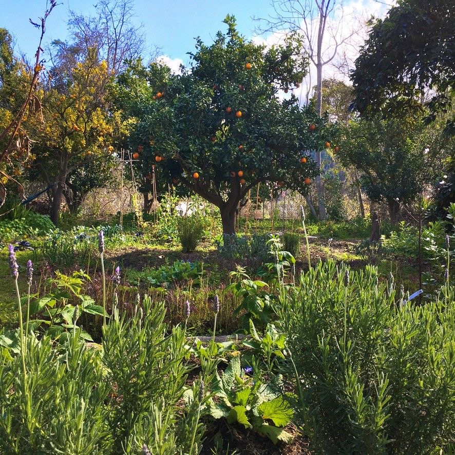 San Diego Food Forest 's image