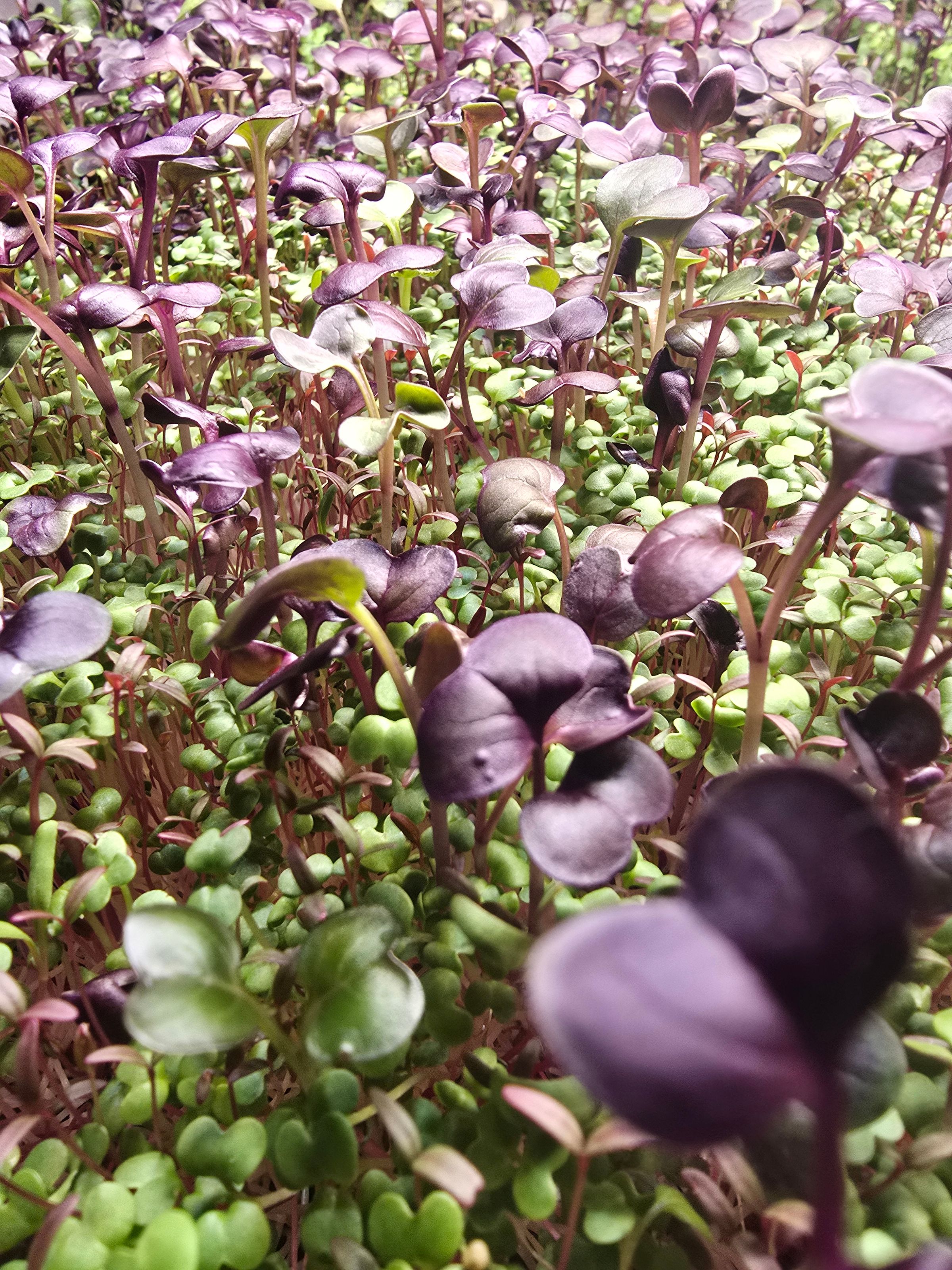 THE MIGHTY SPROUT CO.'s image