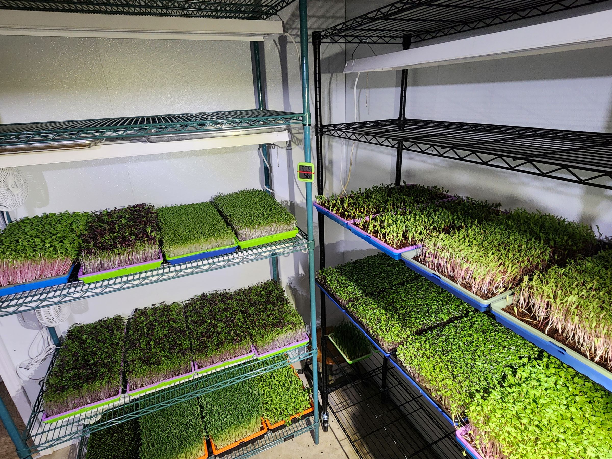 THE MIGHTY SPROUT CO.'s image