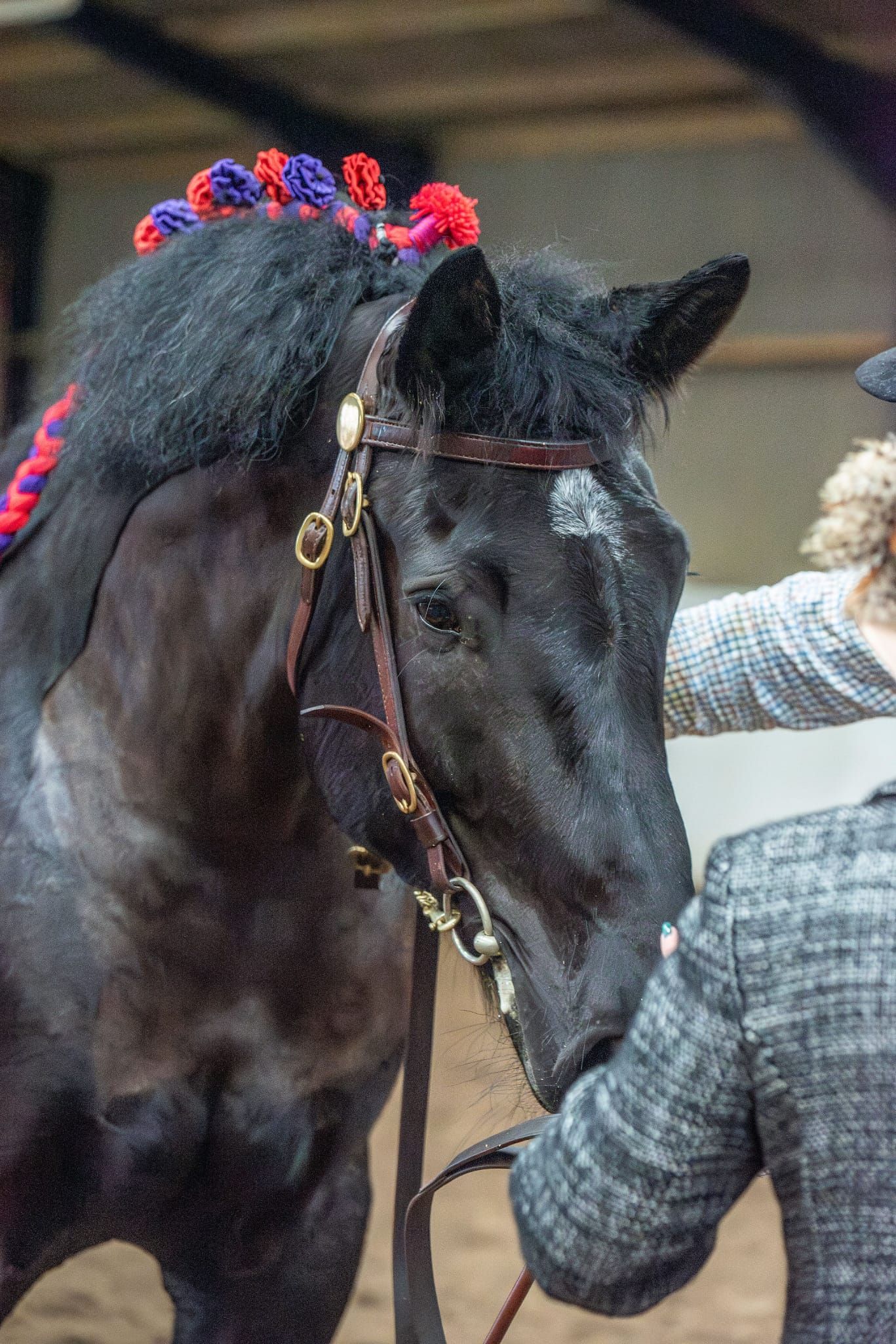Olivia's 1st Show Lodge Farm Feb 2025 - Meeting the Judge