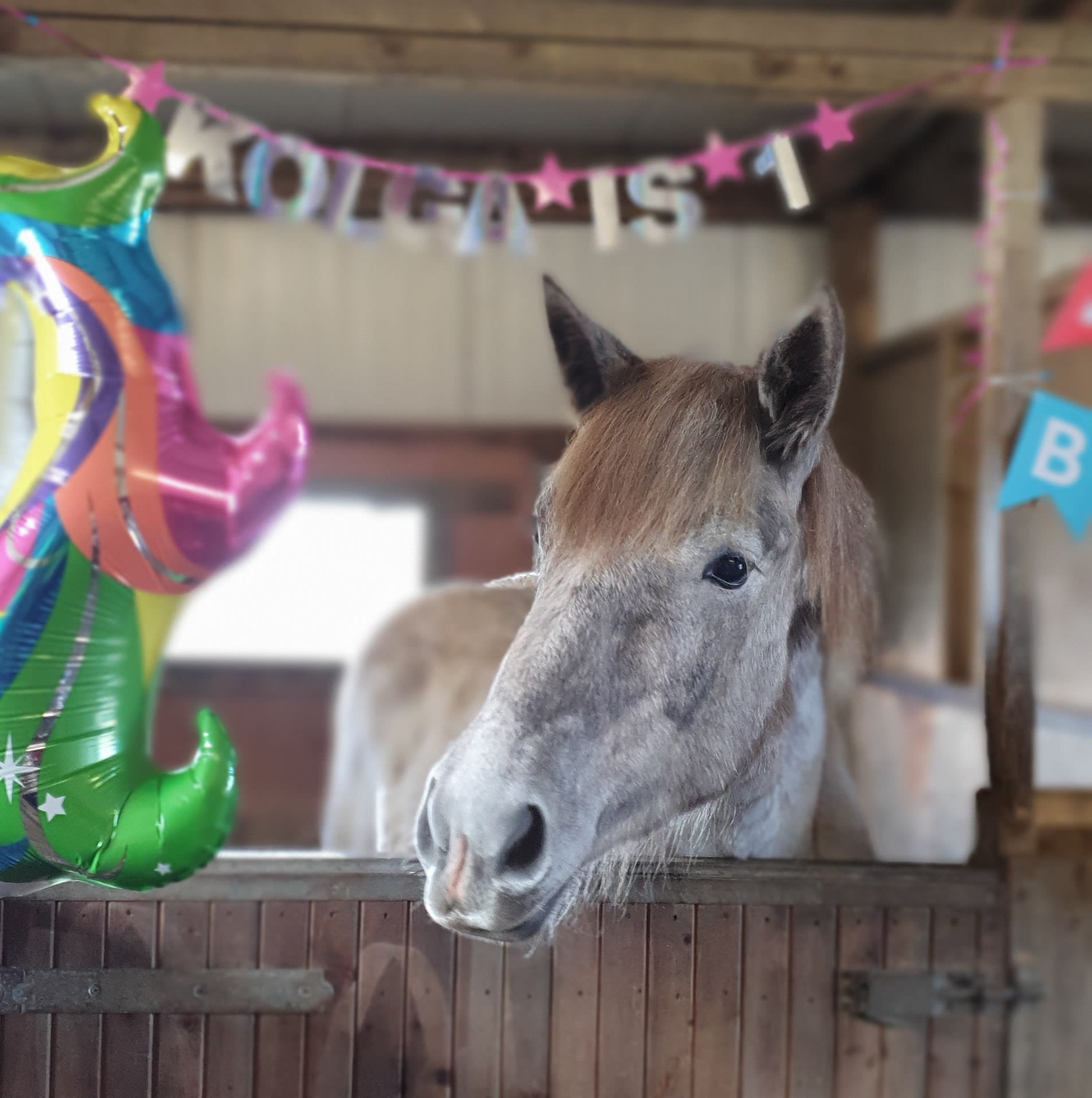 Kolga Du Crétil Turns 1