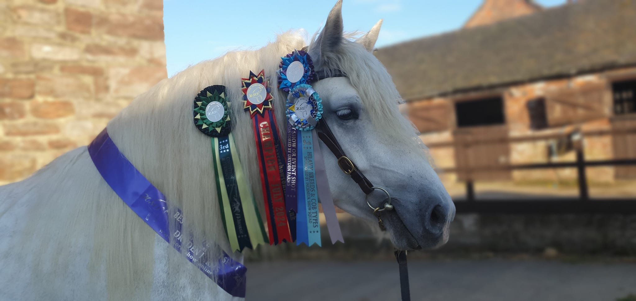 Koogee Showing her ribbons from August 2024