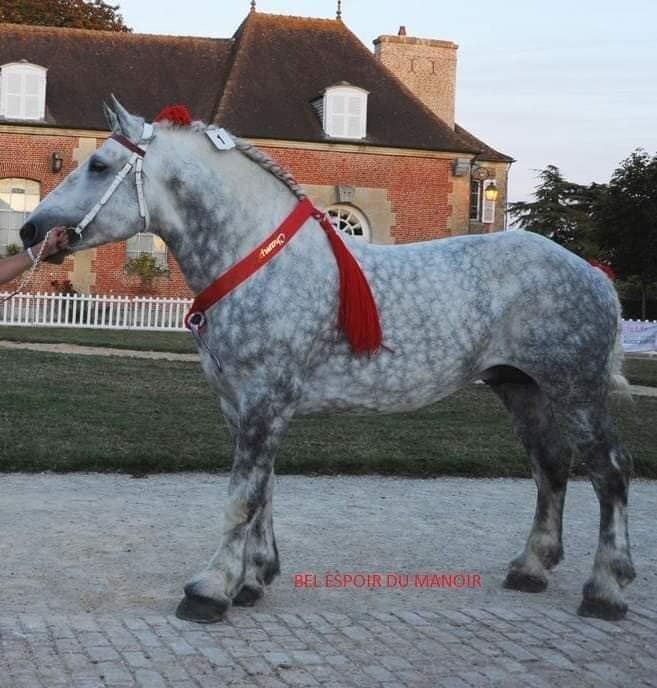 Bel Espoir Du Manoir - Koogee's Dad