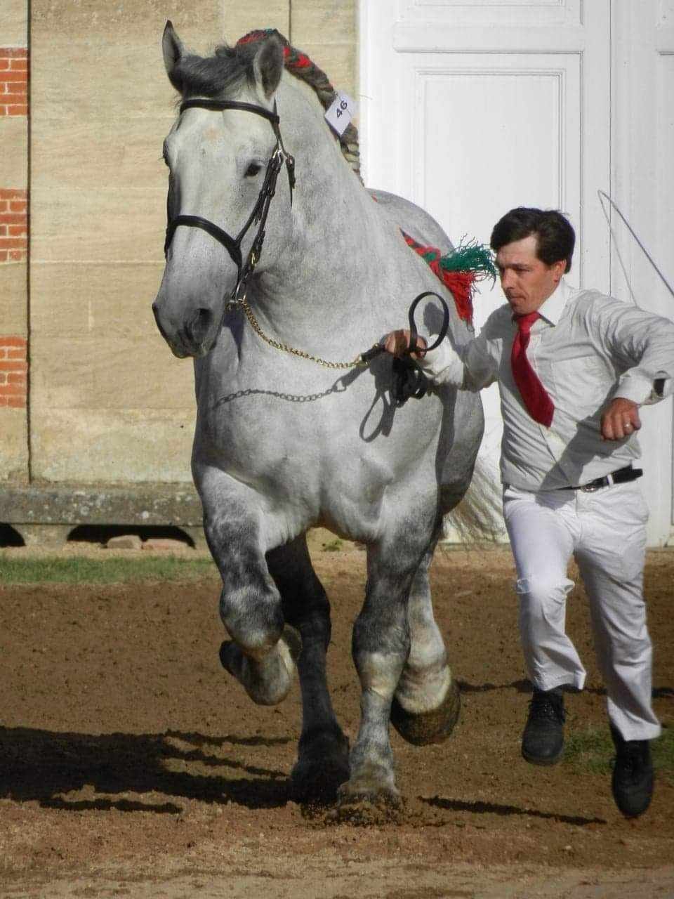 QUINTUS DE LA VANDE  this is grandad - he belongs to HM Mohammed VI, King of Morocco
