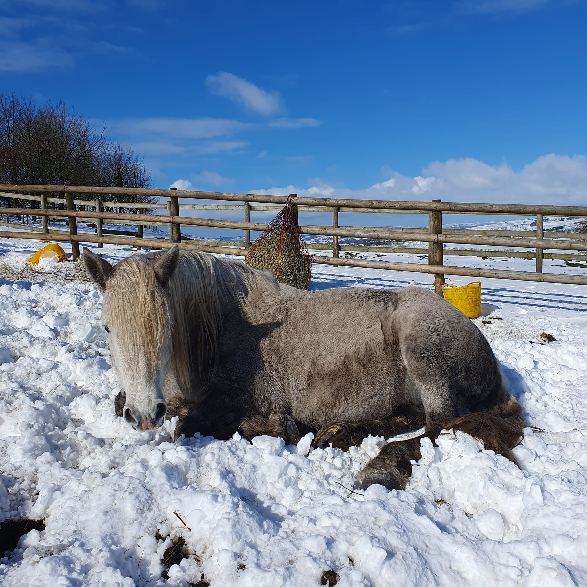 Snow Pony