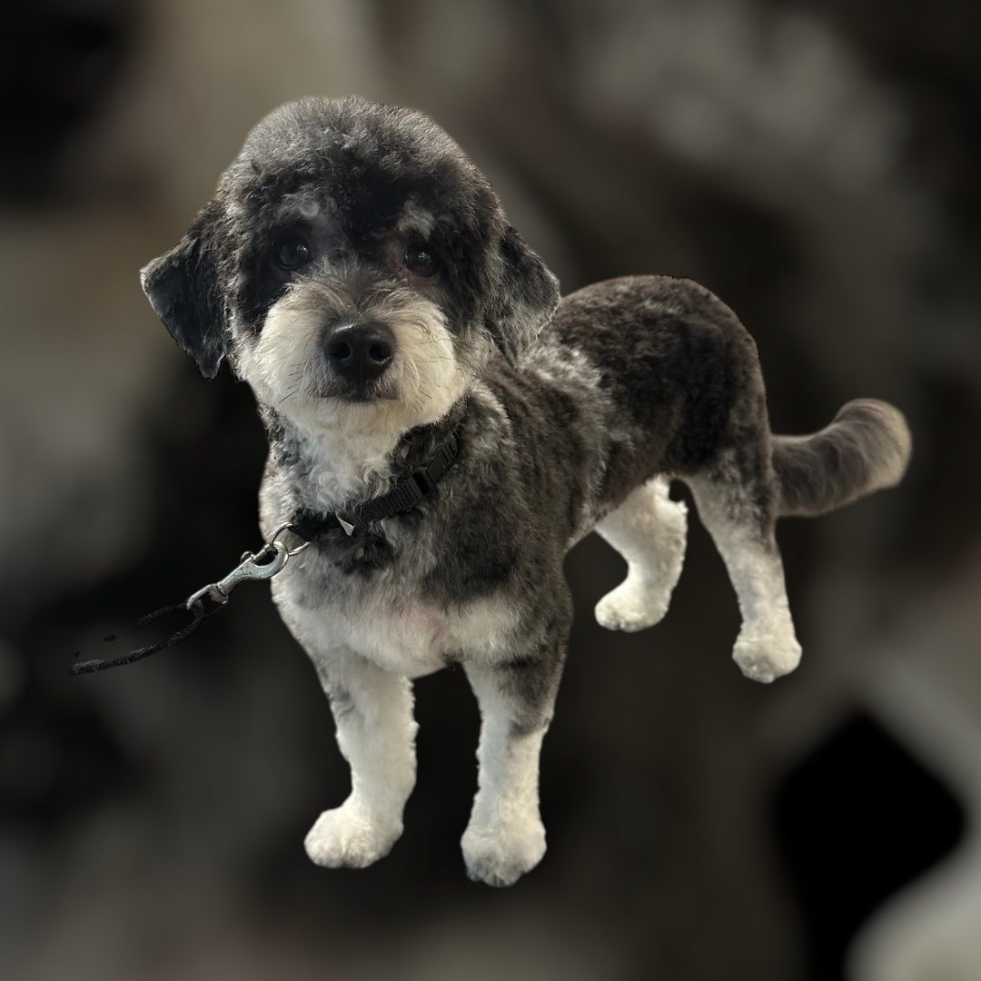 JM Pet Grooming LLC | Professional Dog Grooming's image