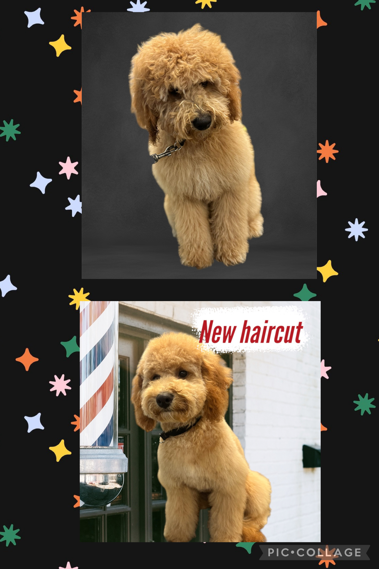 JM Pet Grooming LLC | Professional Dog Grooming's image