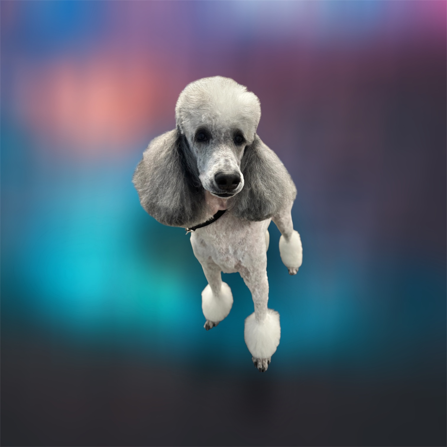 JM Pet Grooming LLC | Professional Dog Grooming's image