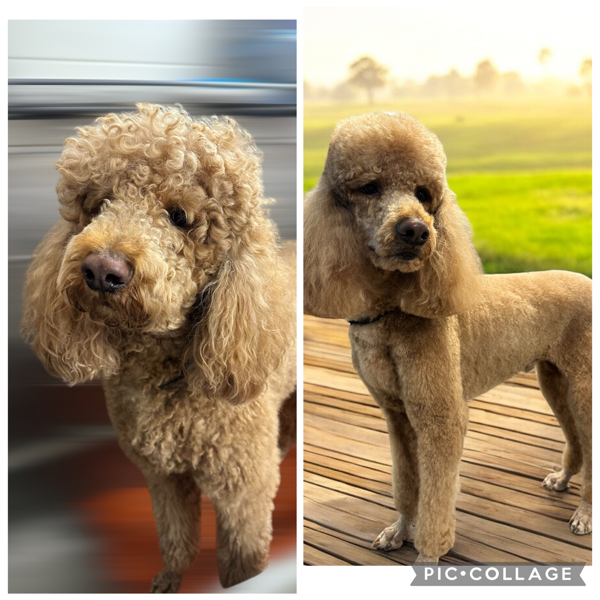 JM Pet Grooming LLC | Professional Dog Grooming's image