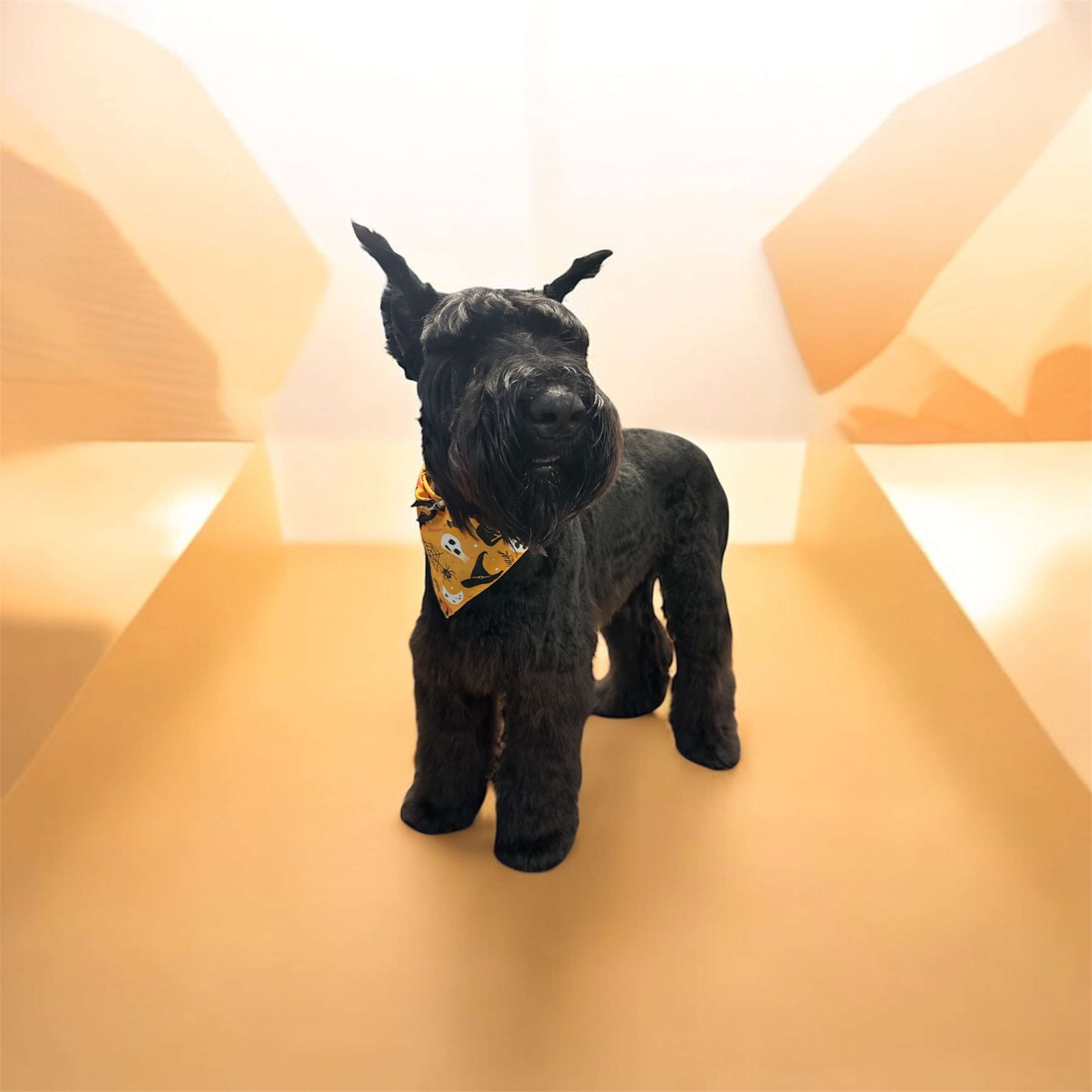 JM Pet Grooming LLC | Professional Dog Grooming's image