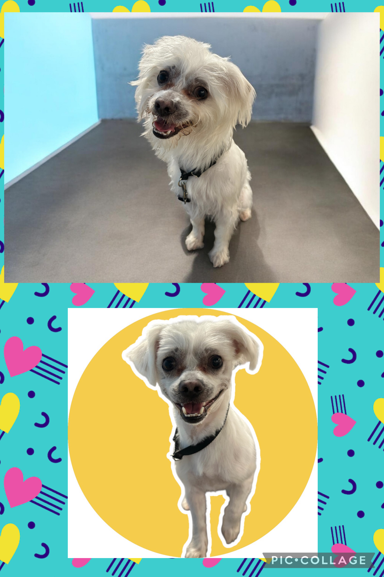 JM Pet Grooming LLC | Professional Dog Grooming's image