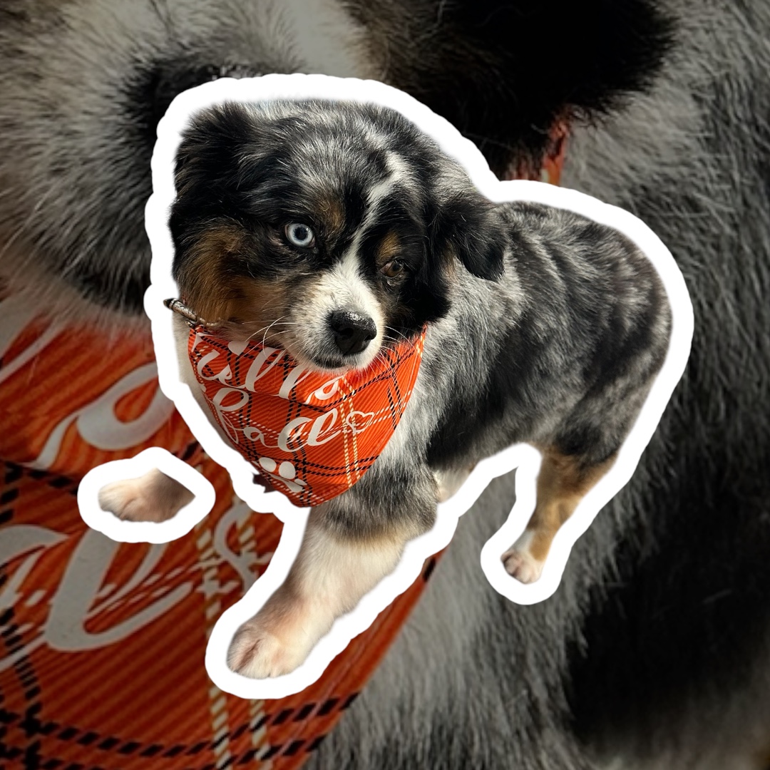 JM Pet Grooming LLC | Professional Dog Grooming's image