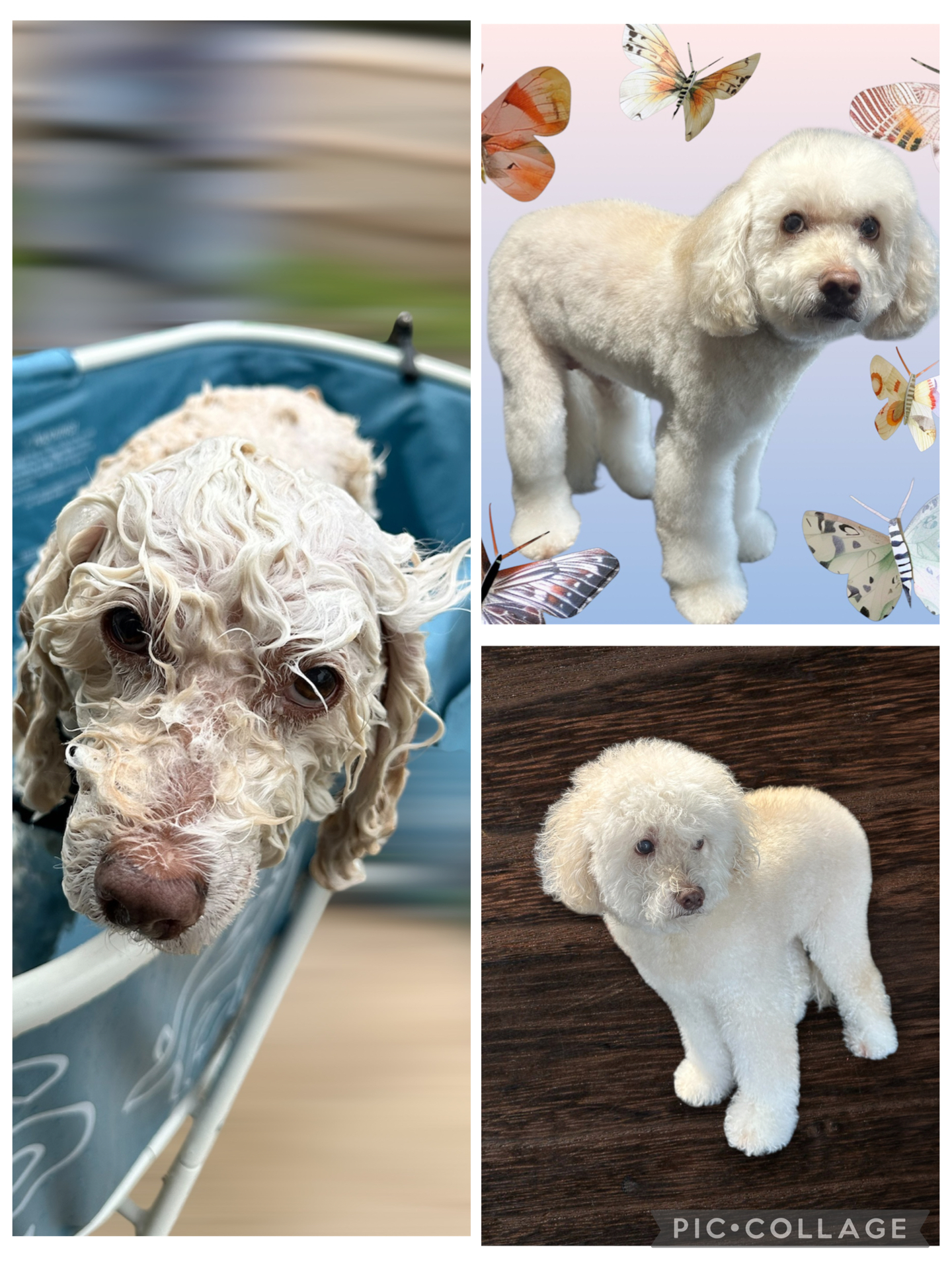 JM Pet Grooming LLC | Professional Dog Grooming's image
