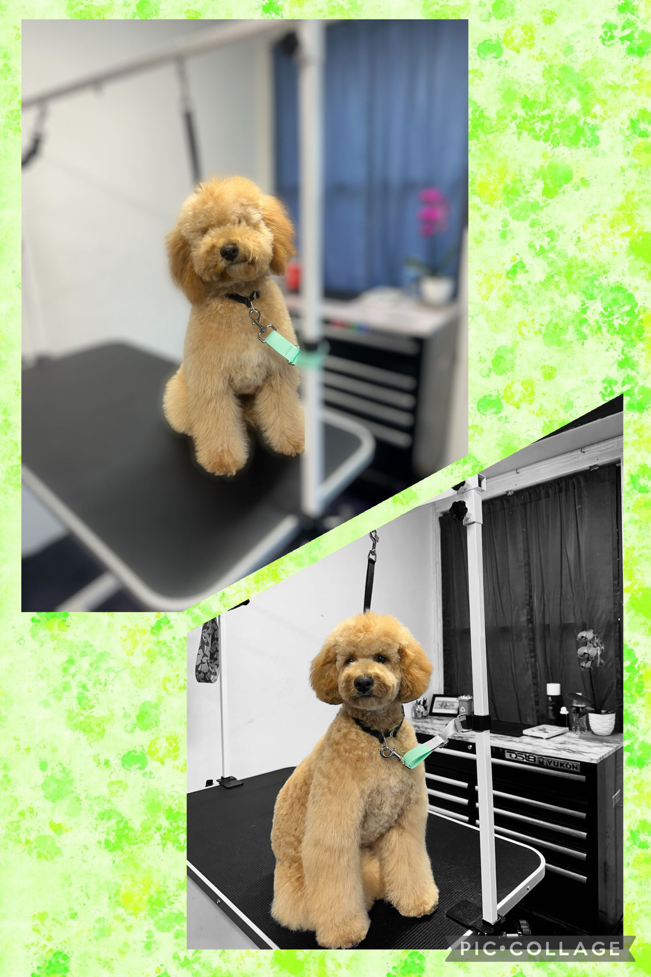 JM Pet Grooming LLC | Professional Dog Grooming's image
