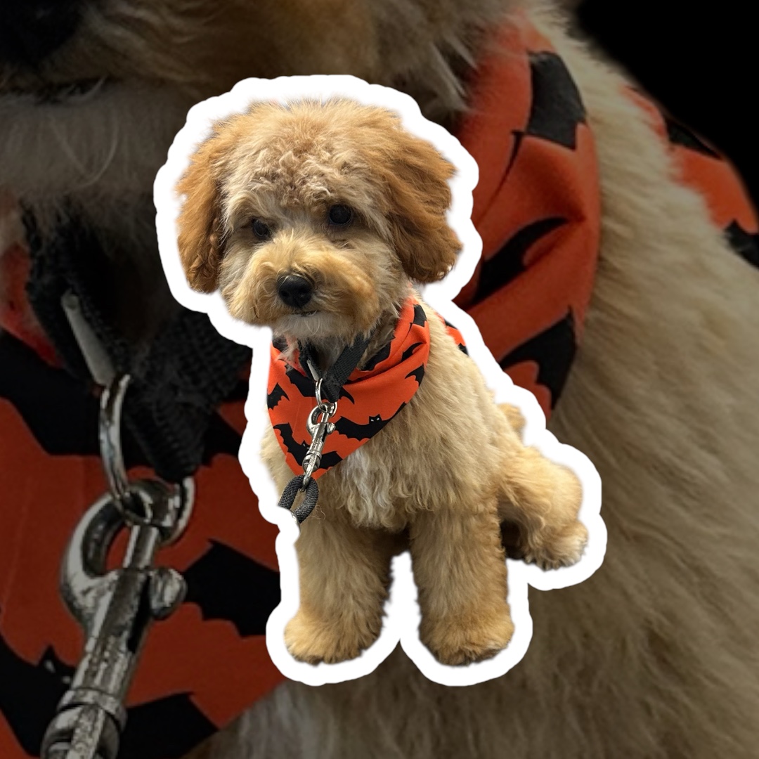 JM Pet Grooming LLC | Professional Dog Grooming's image