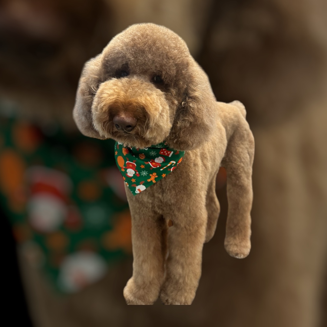 JM Pet Grooming LLC | Professional Dog Grooming's image