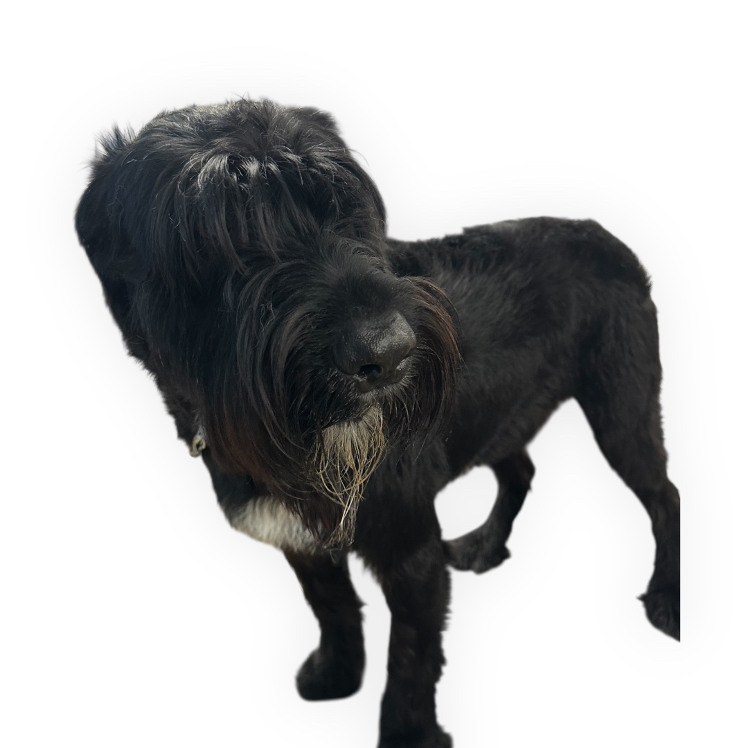 JM Pet Grooming LLC | Professional Dog Grooming's image