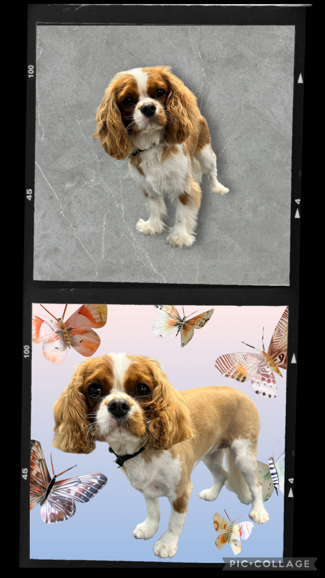 JM Pet Grooming LLC | Professional Dog Grooming's image