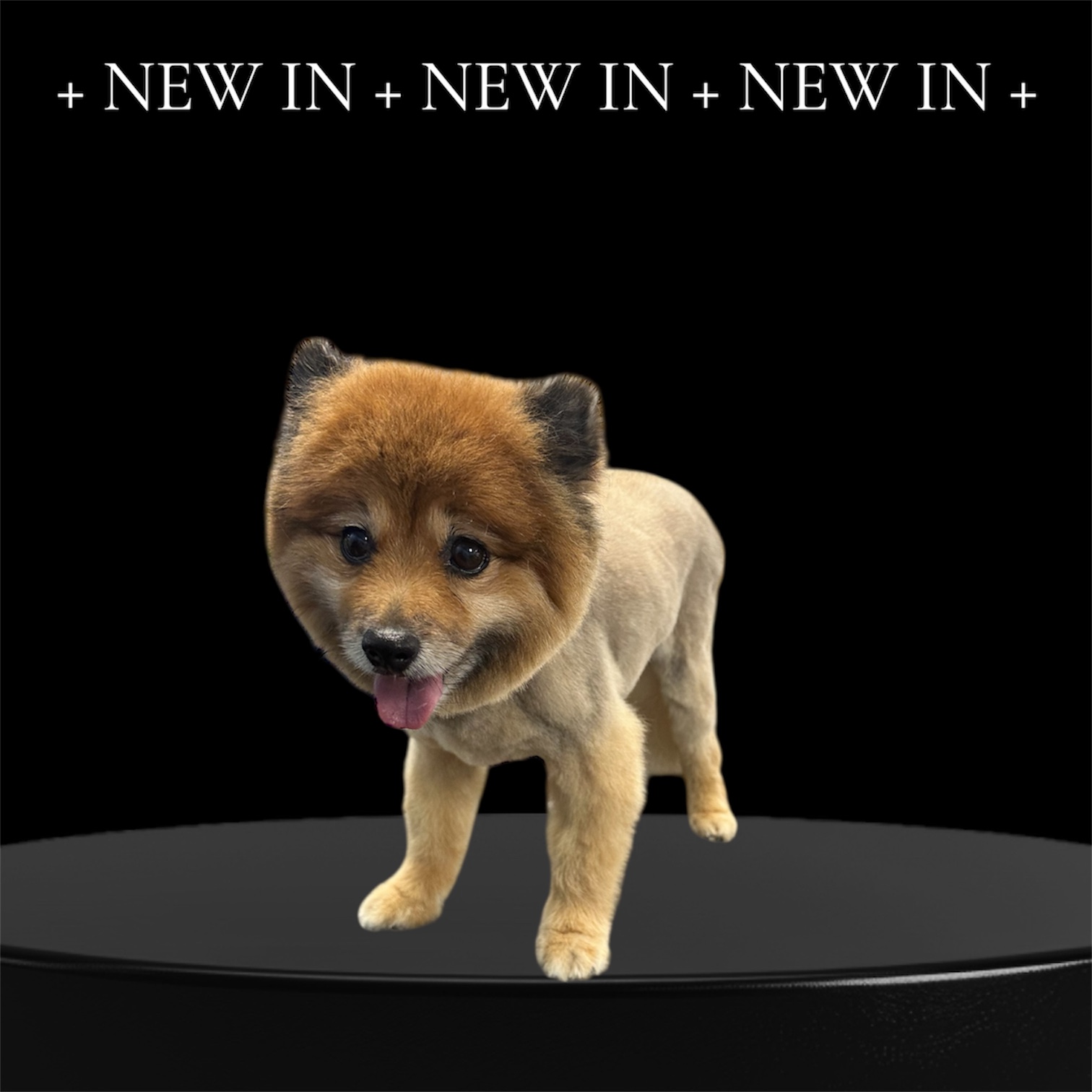 JM Pet Grooming LLC | Professional Dog Grooming's image