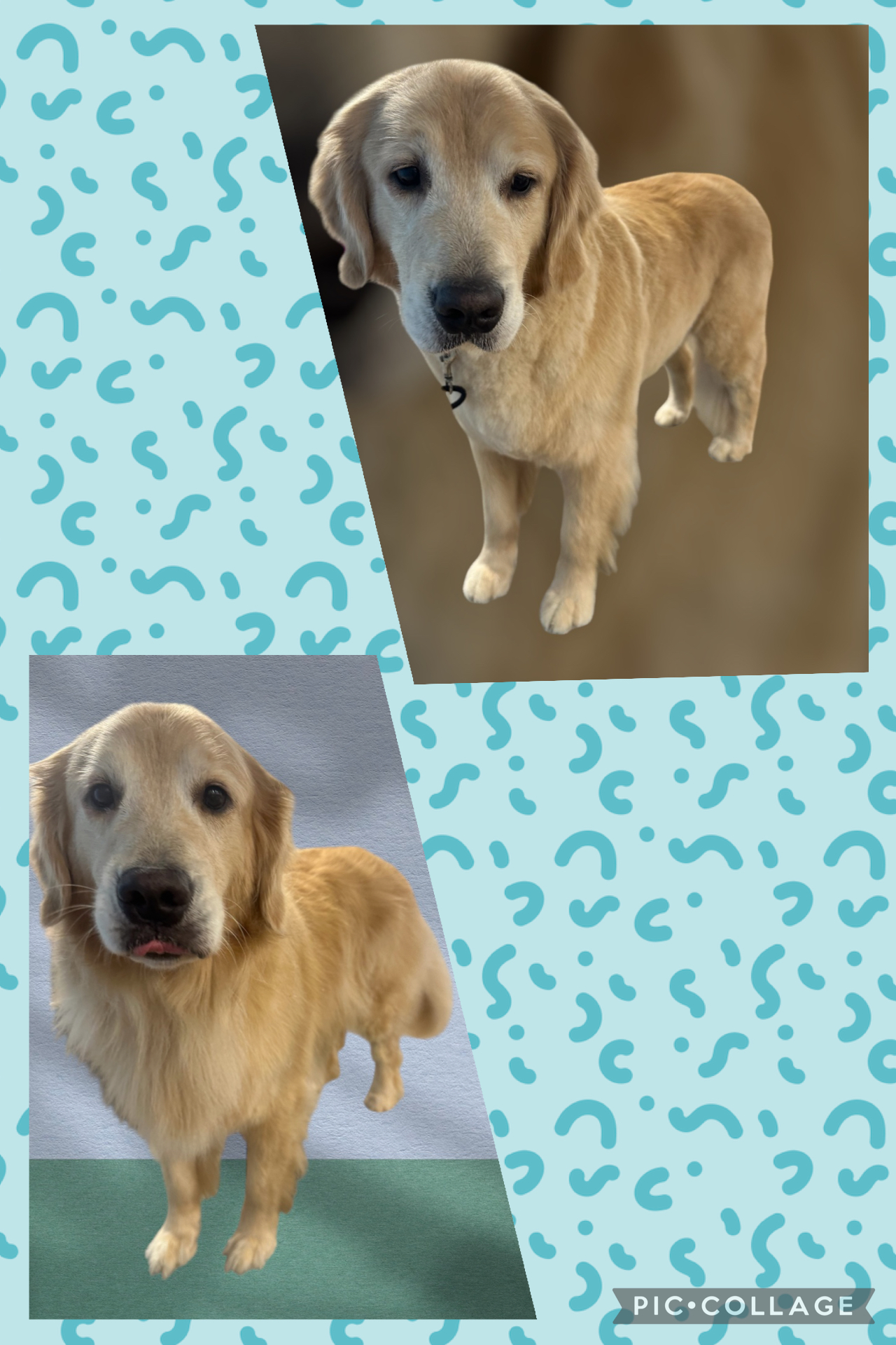 JM Pet Grooming LLC | Professional Dog Grooming's image