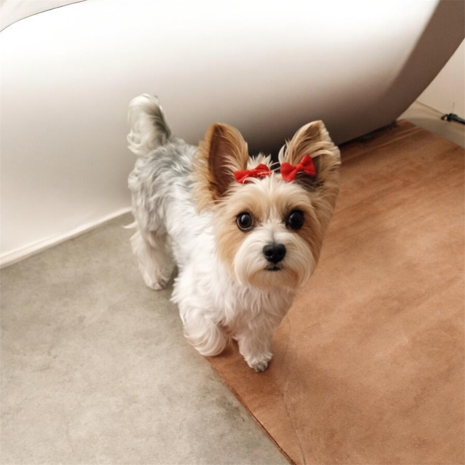 JM Pet Grooming LLC | Professional Dog Grooming's image