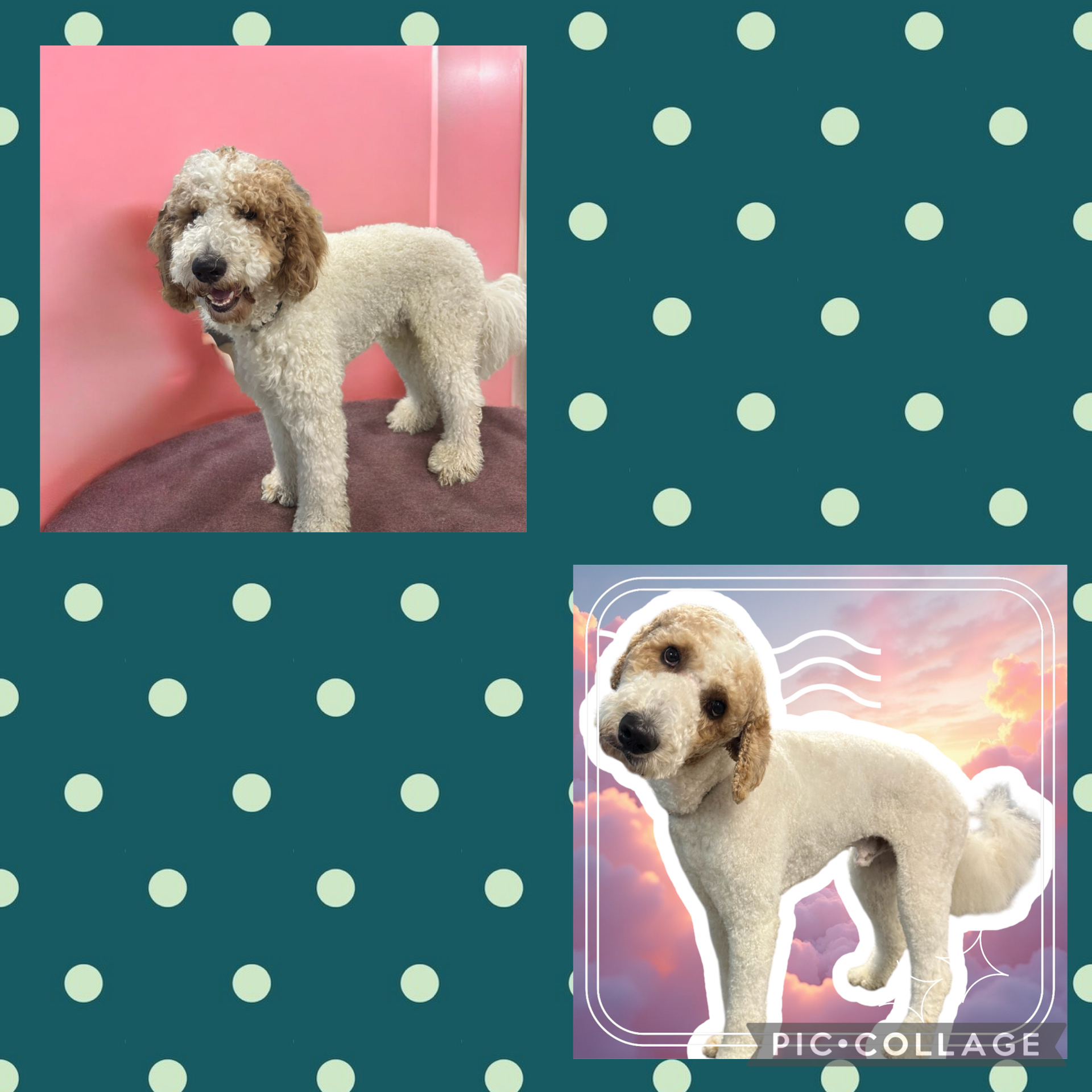 JM Pet Grooming LLC | Professional Dog Grooming's image