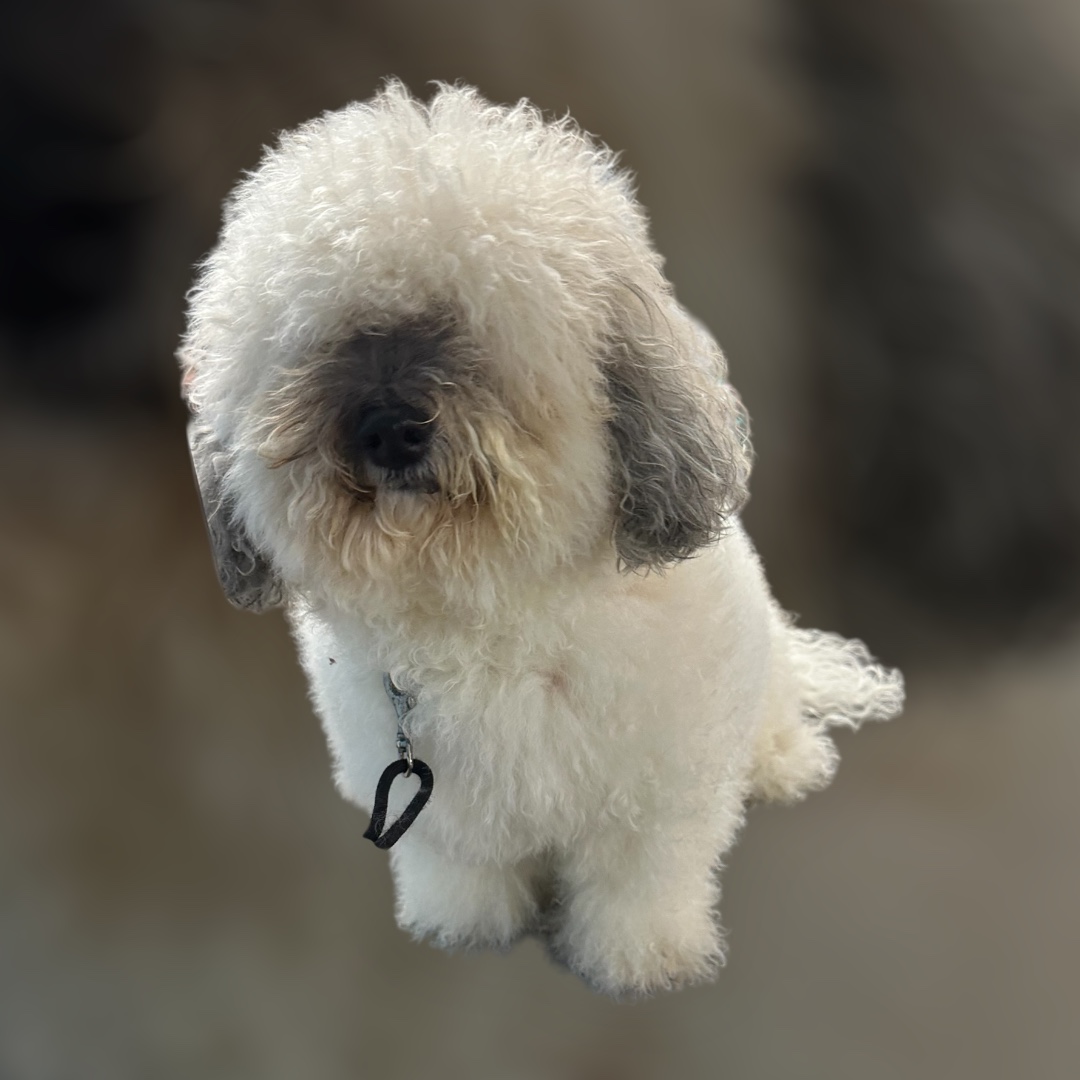 JM Pet Grooming LLC | Professional Dog Grooming's image