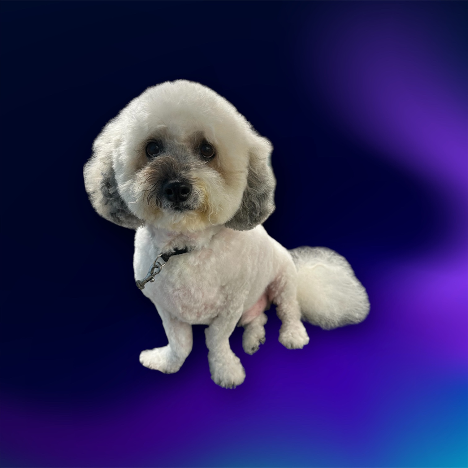 JM Pet Grooming LLC | Professional Dog Grooming's image