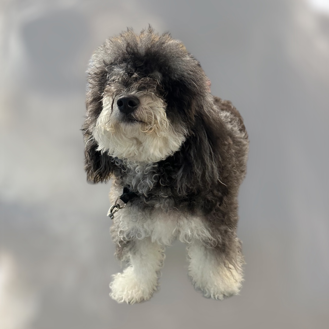 JM Pet Grooming LLC | Professional Dog Grooming's image